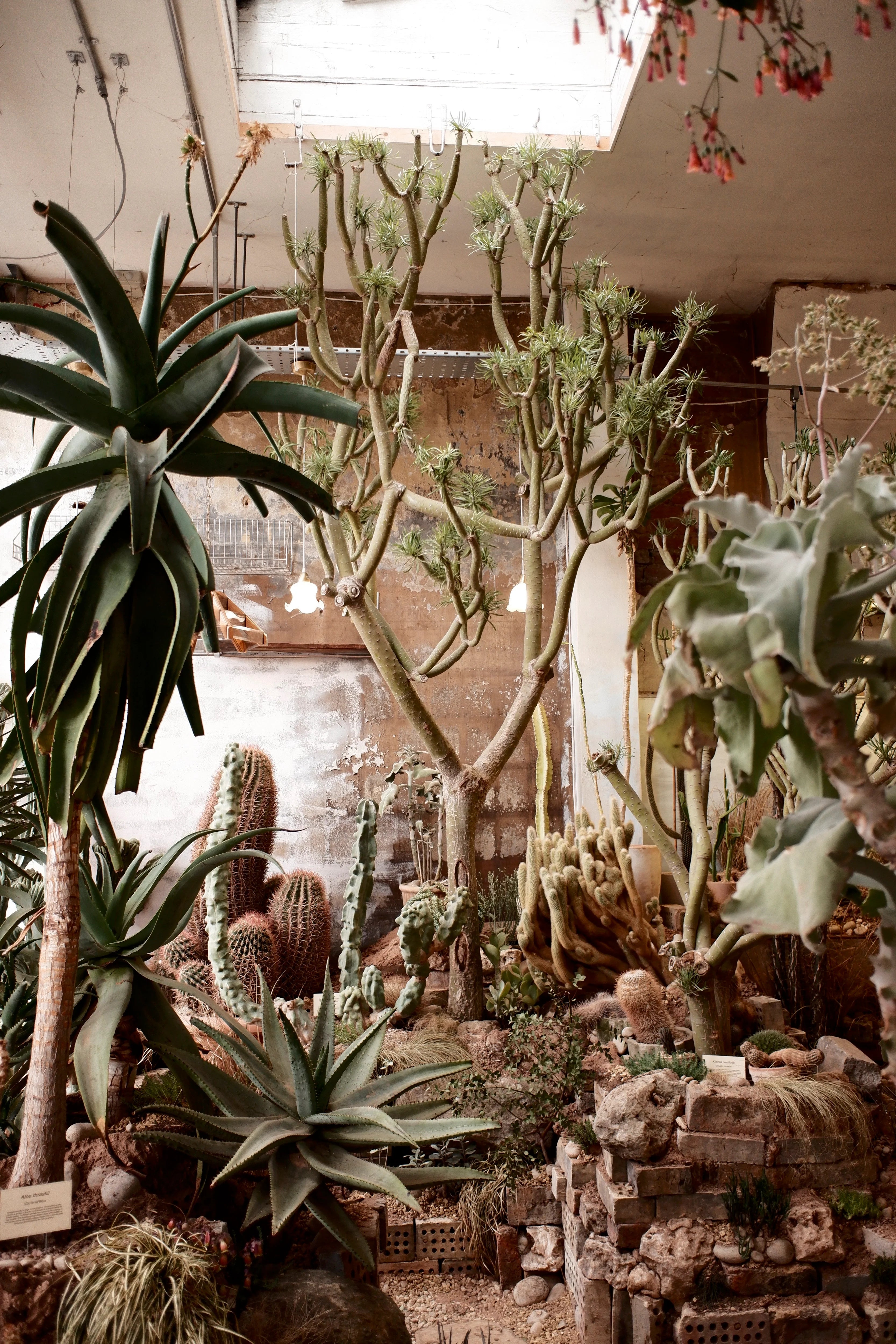 ITERATION 2: ODDWORLDS – Conservatory Archives