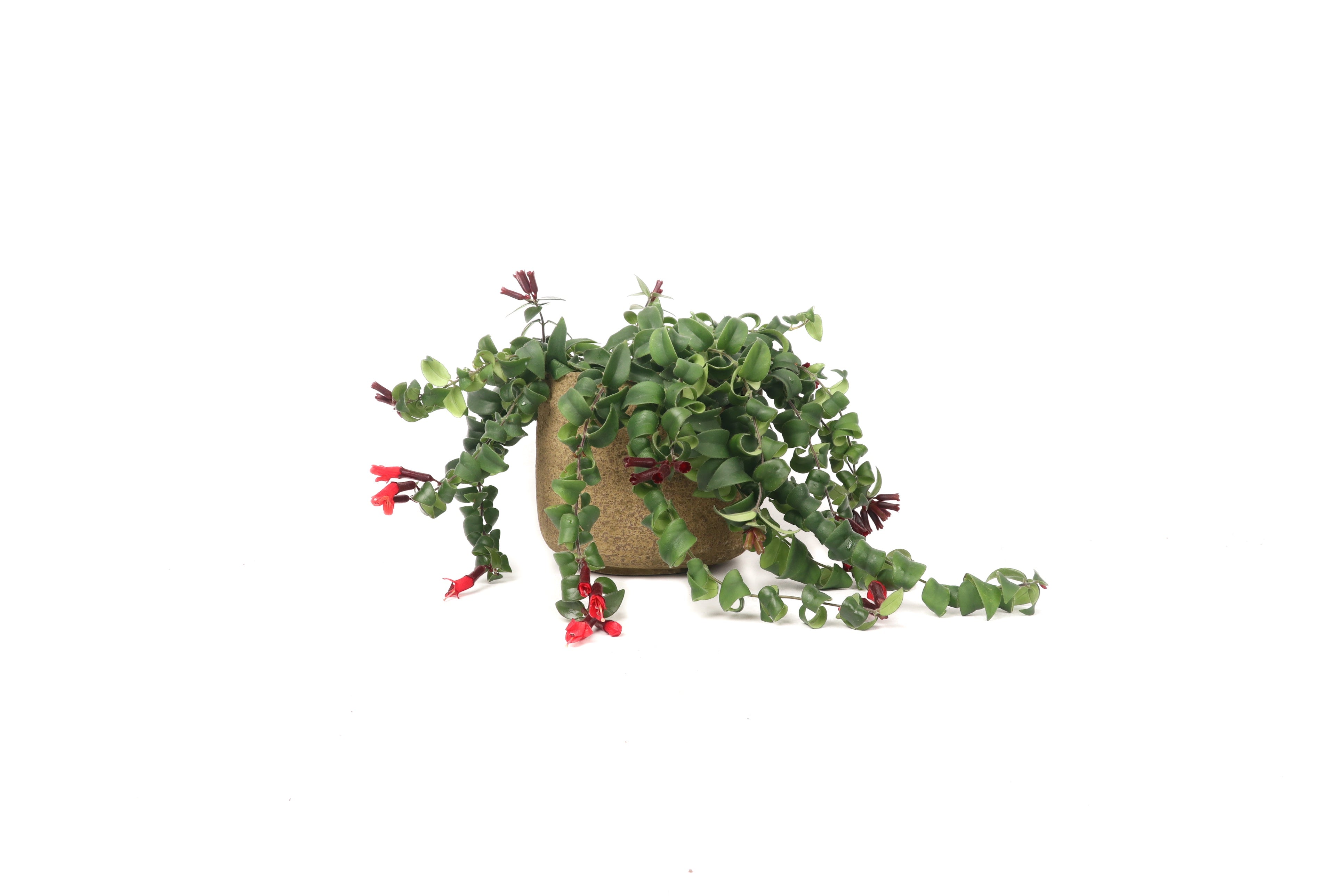 aeschynanthus-bluster-conservatory-archives