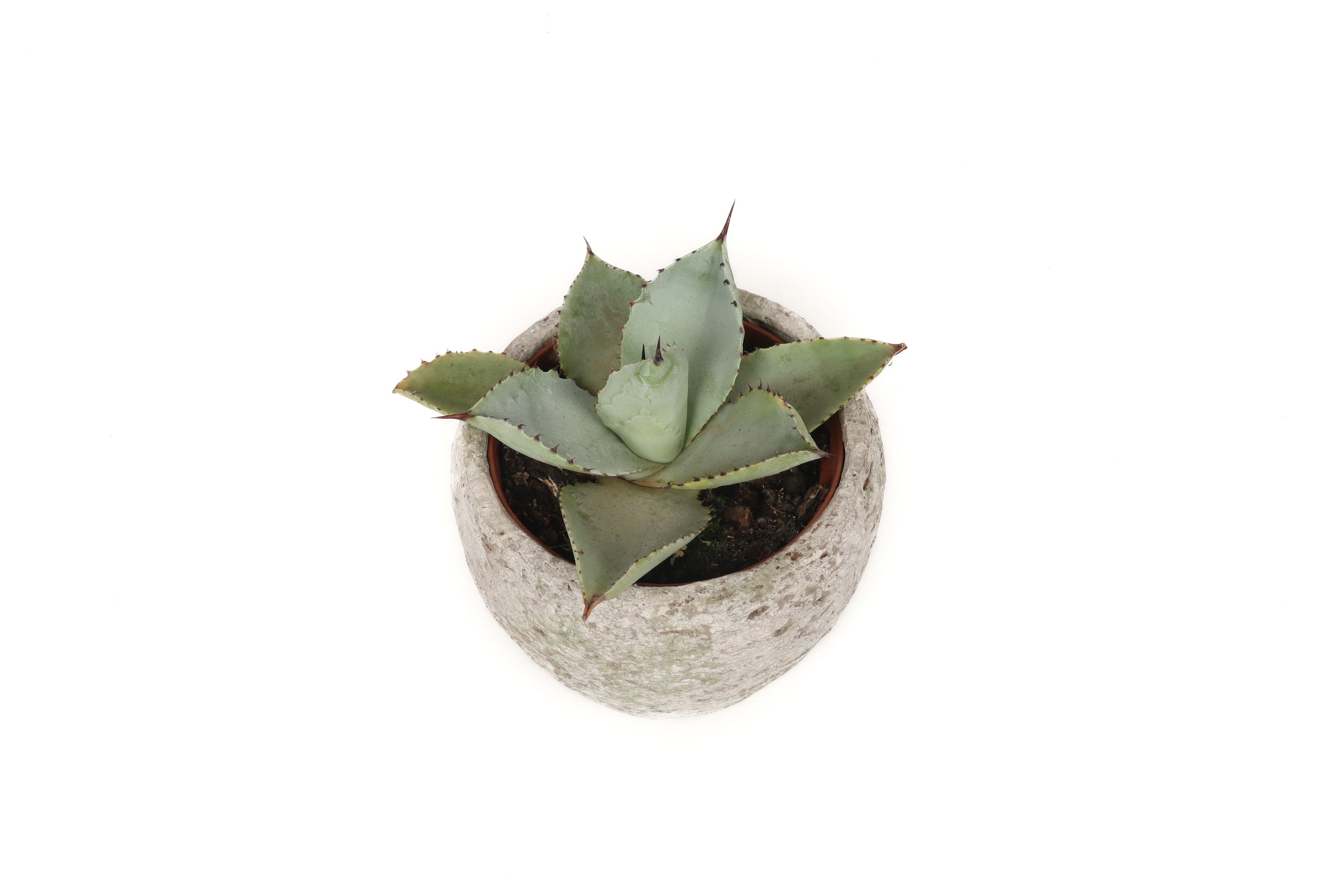 Agave pygmaea 'Dragon Toes' – Conservatory Archives