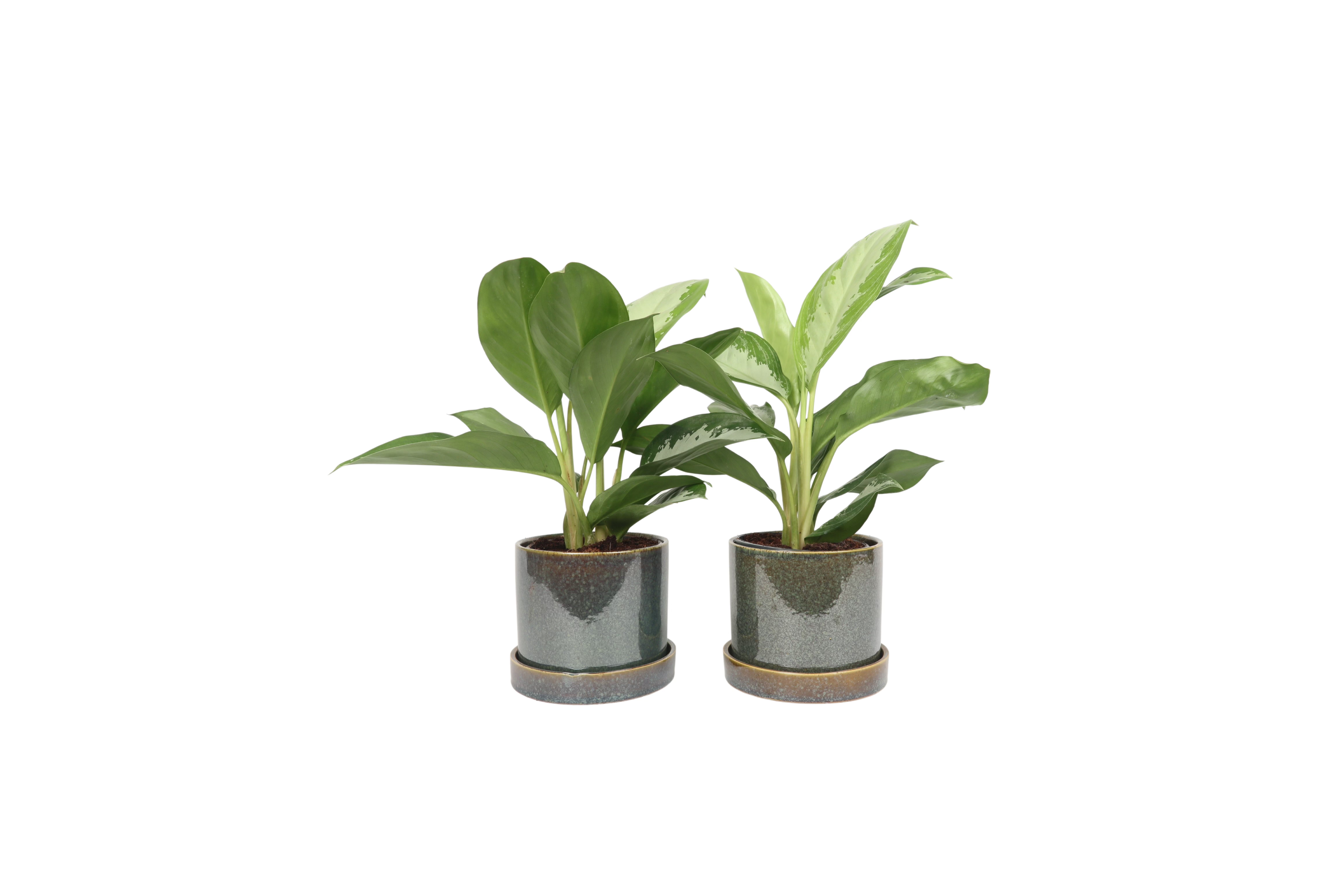 Aglaonema 'Diamond Bay' – Conservatory Archives