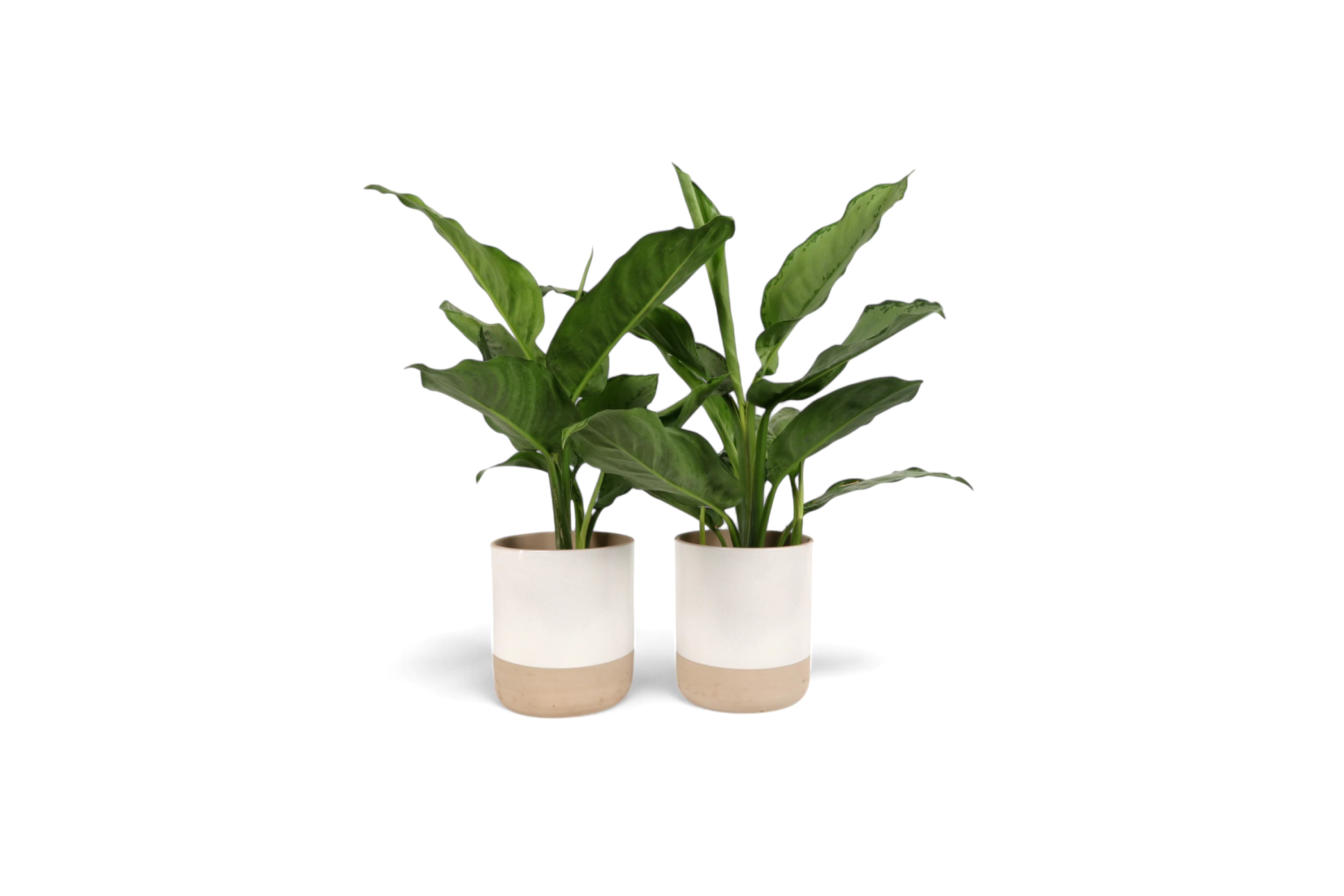 aglaonema freedman Aglaonema 'Freedman' – Conservatory Archives