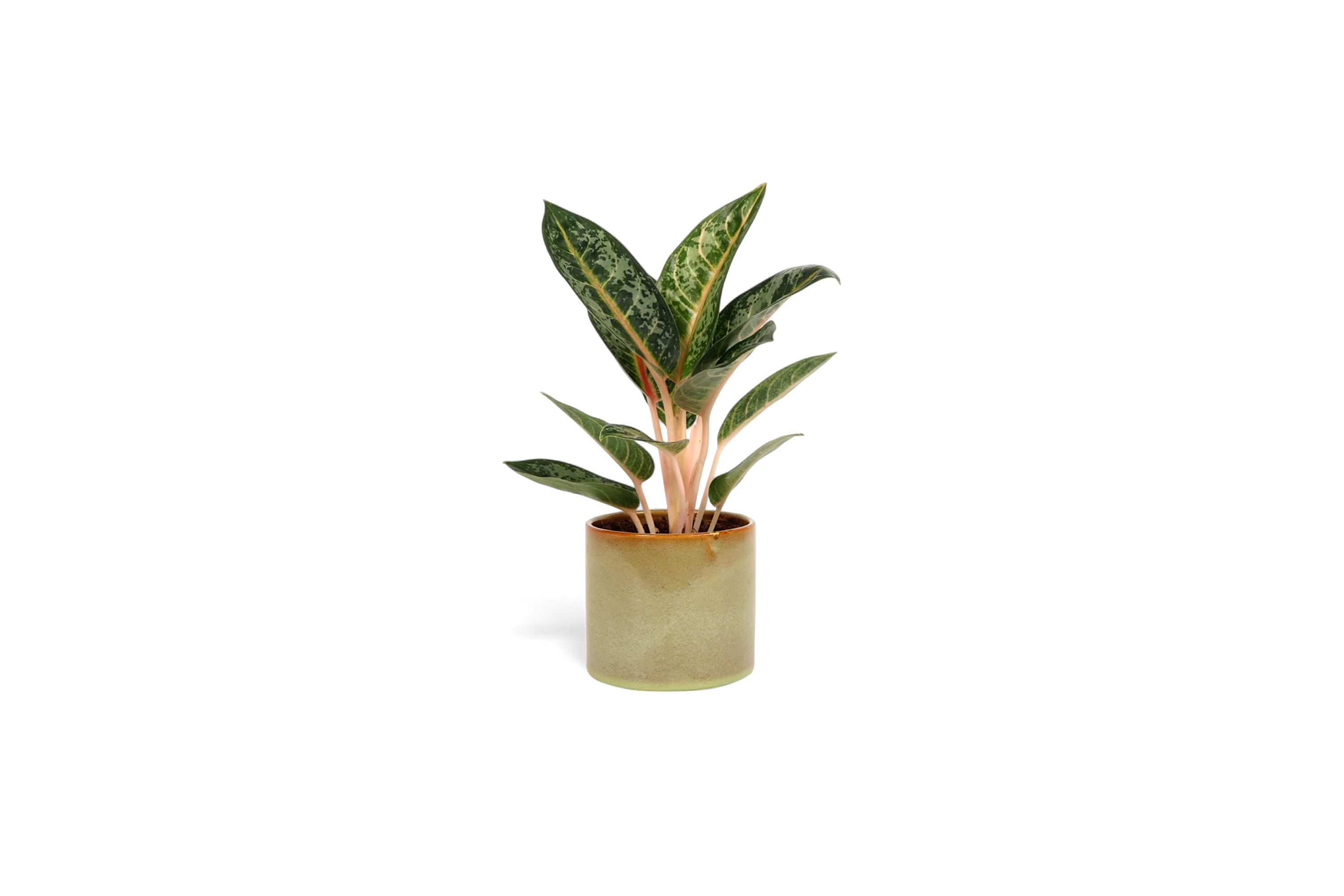 aglaonema orange flame Aglaonema 'Orange Flame' – Conservatory Archives