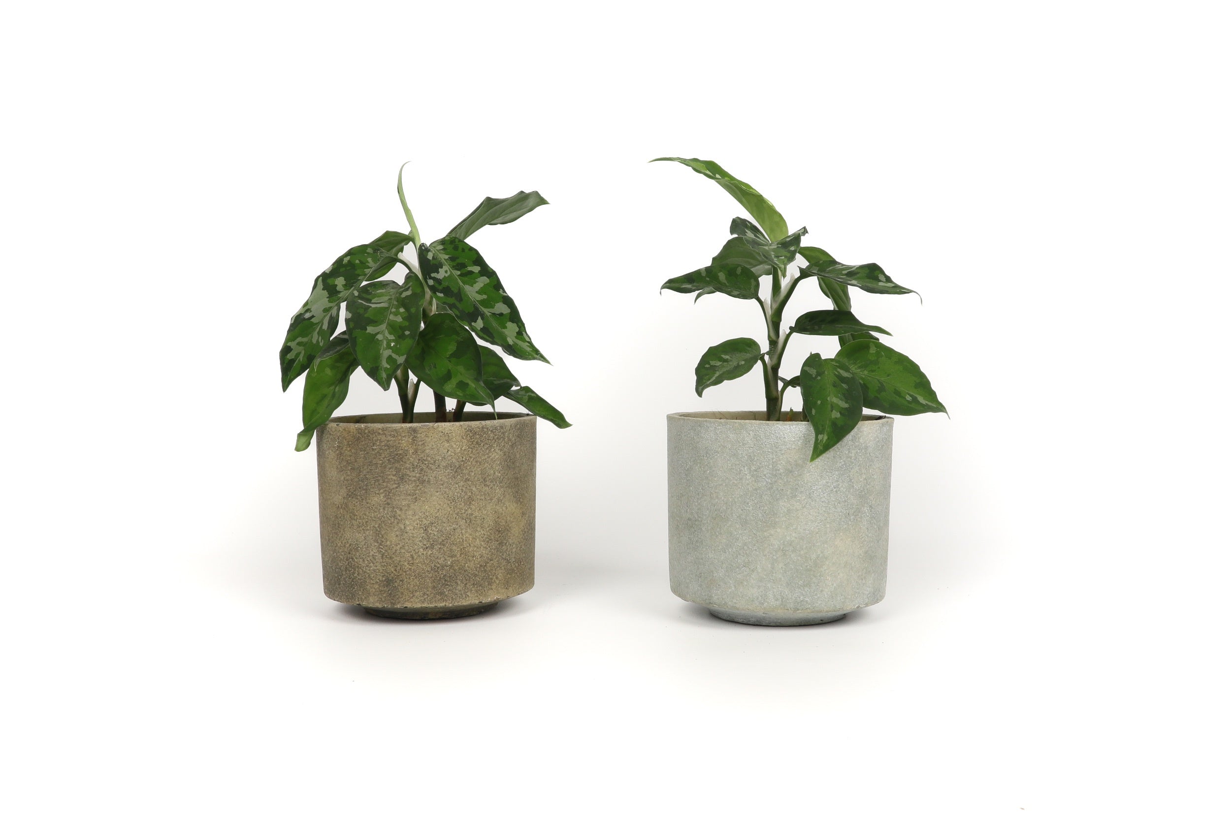 アグラオネマ ピクタム ディープフォレスト Aglaonema maxresdefault.jpg