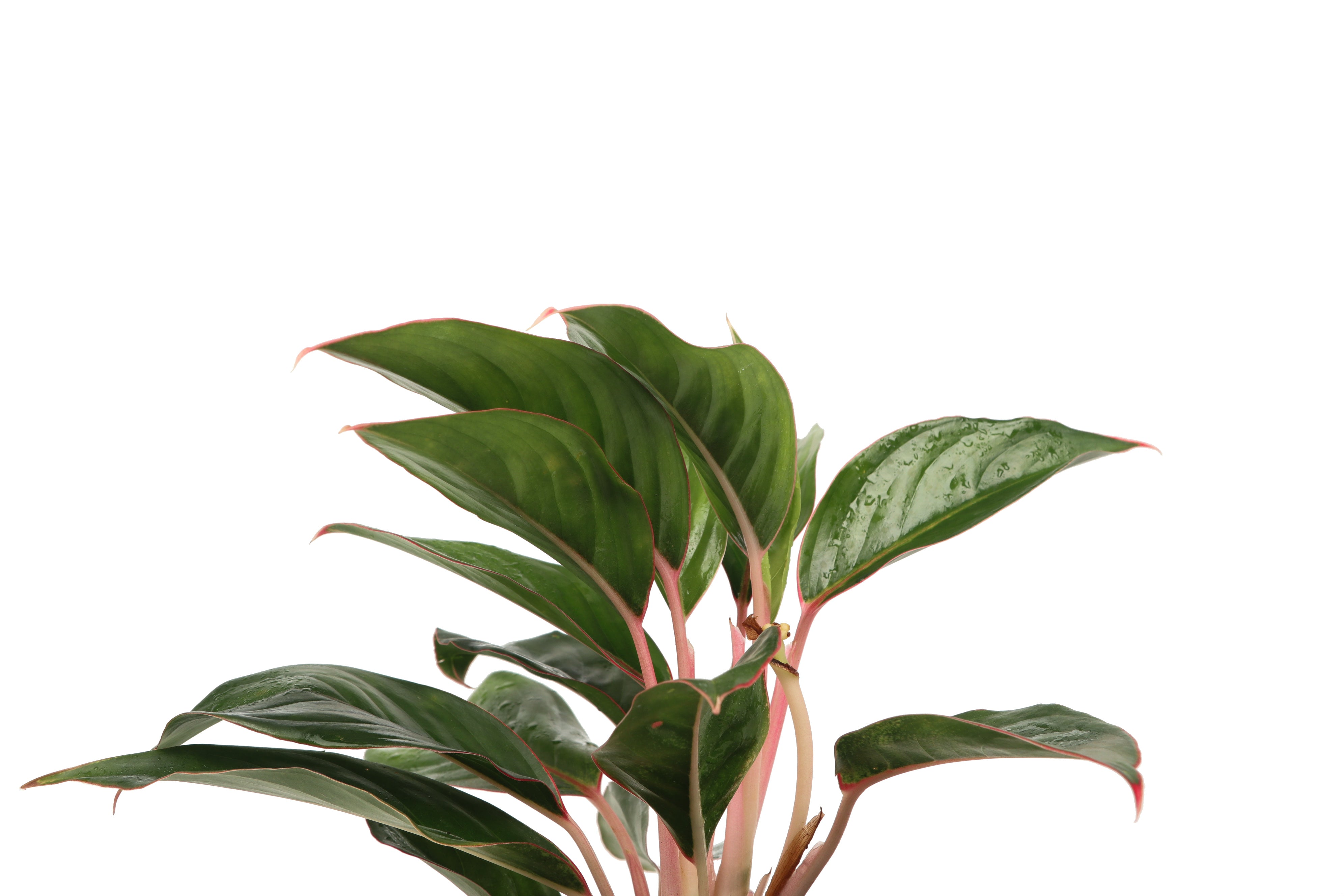 aglaonema mystery Aglaonema 'Misterio' – Conservatory Archives