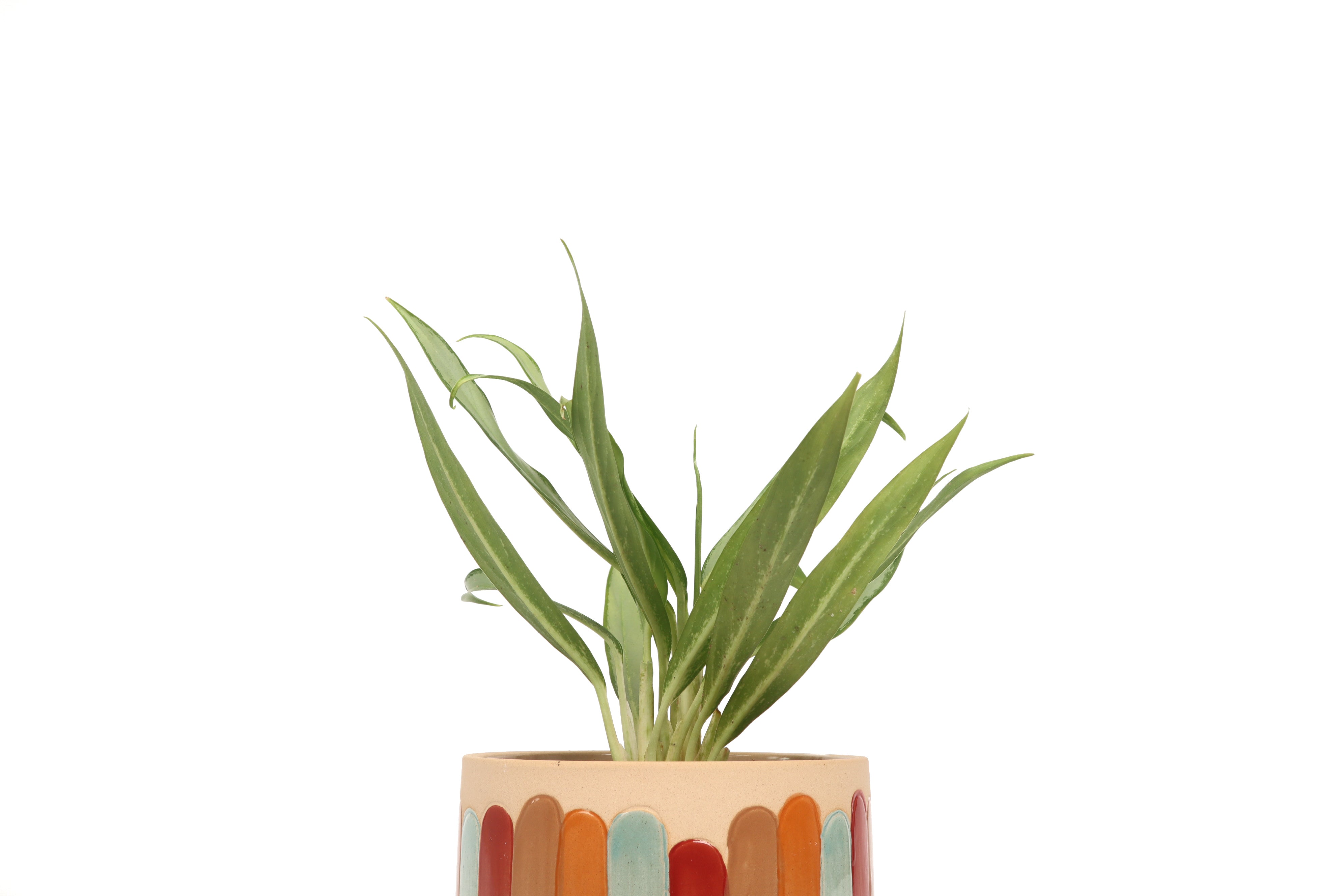 white lance aglaonema Aglaonema 'White Lance' – Conservatory Archives