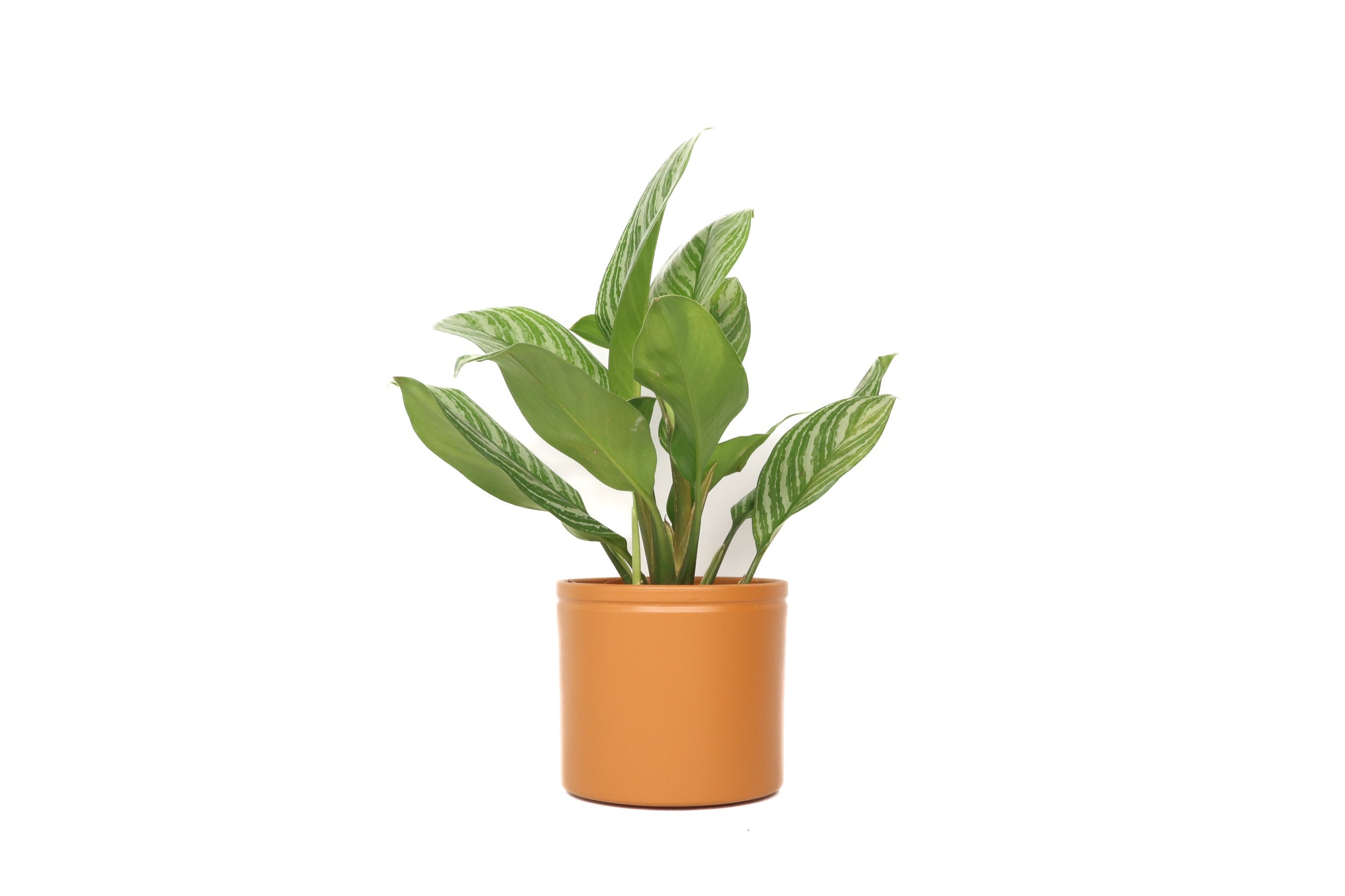 aglaonema stripes uk Aglaonema 'Stripes' – Conservatory Archives