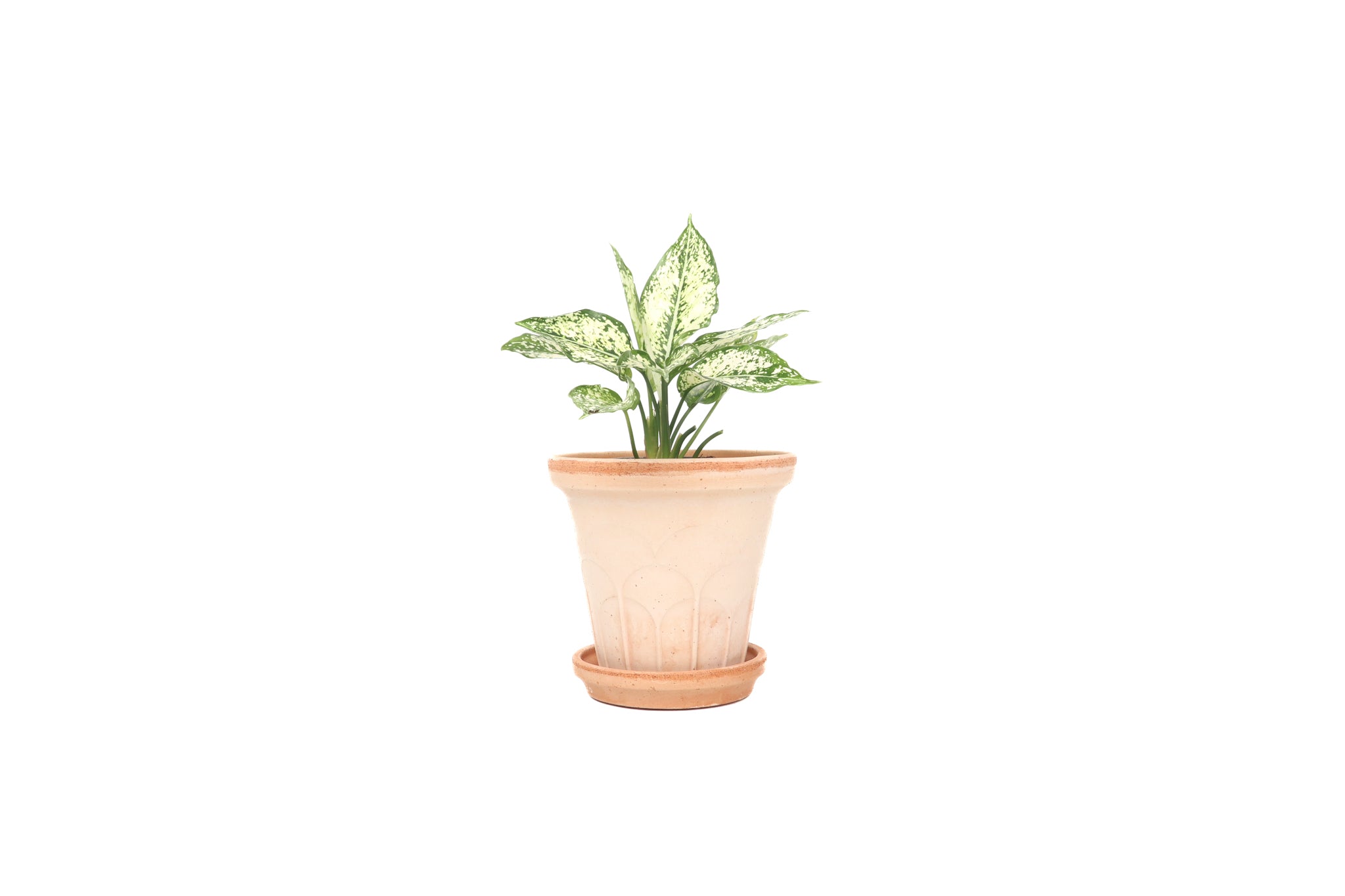 aglaonema white diamond Aglaonema 'White Diamond' – Conservatory Archives