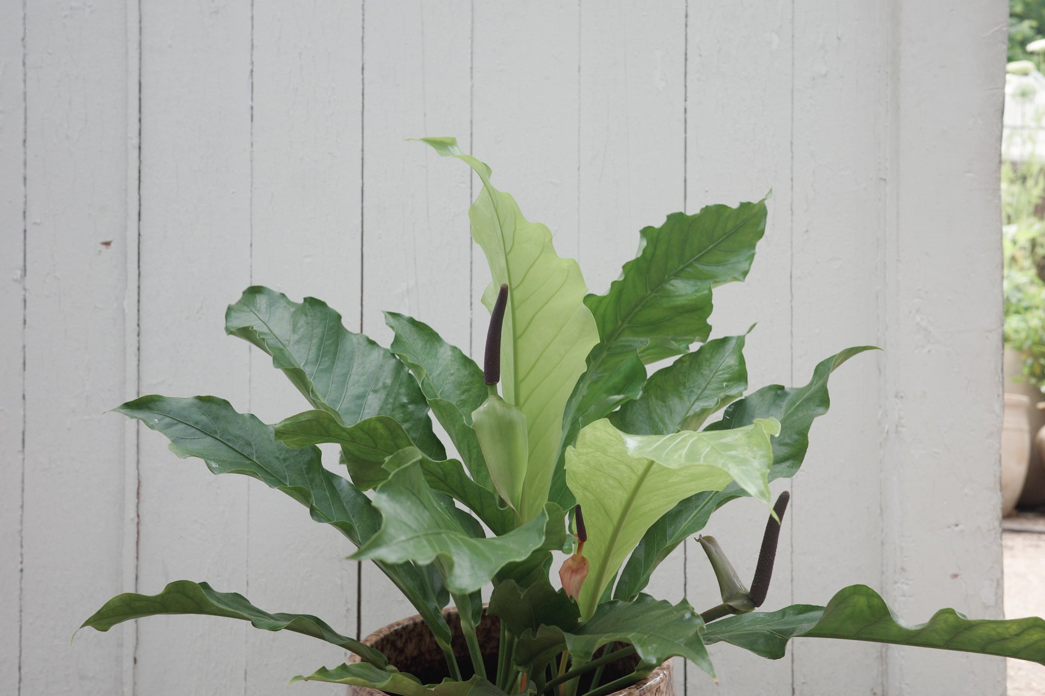 anthurium ellipticum jungle king Anthurium 'Jungle King' – Conservatory Archives