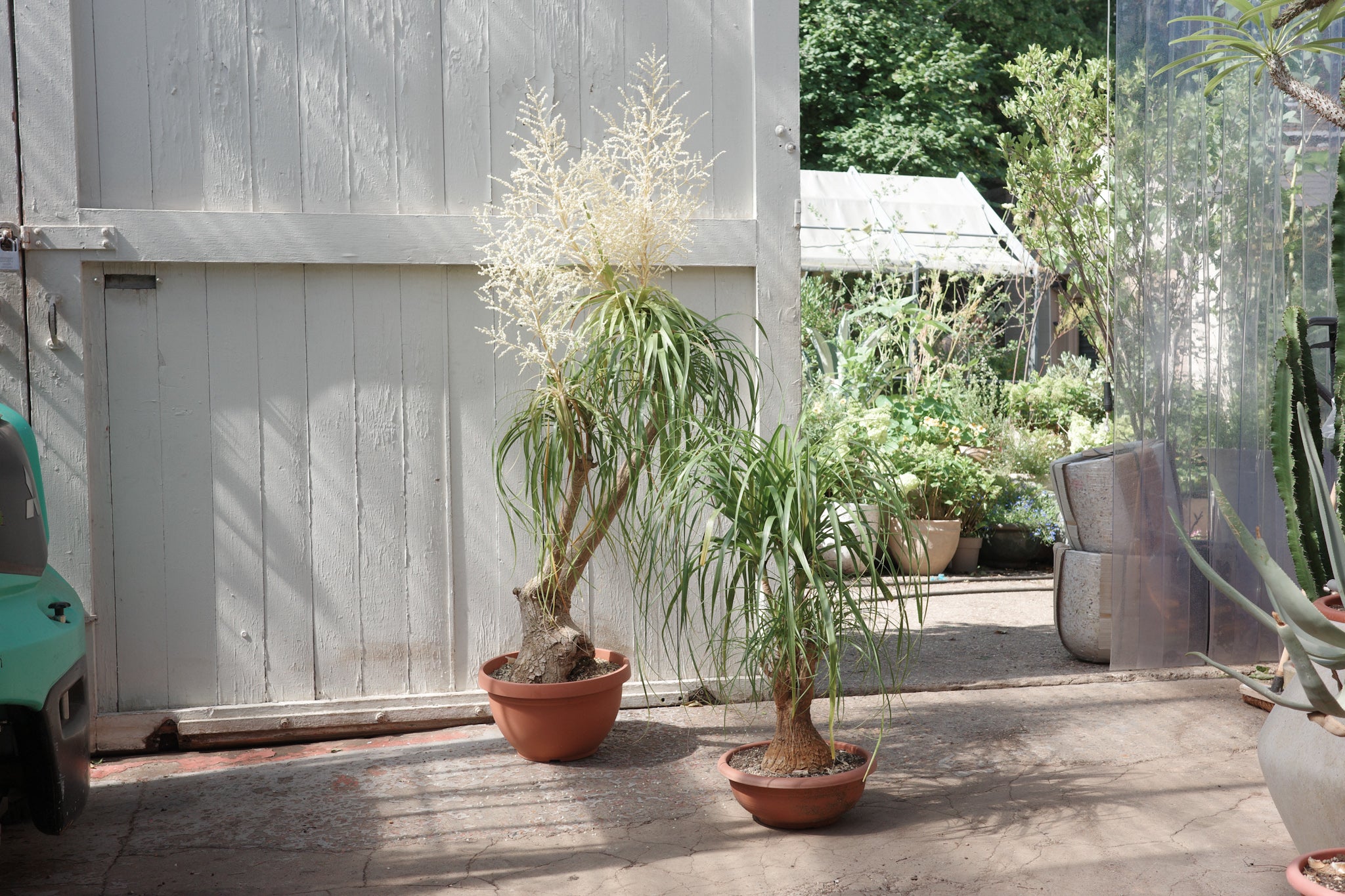 ponytail palm uk Beaucarnea recurvata – Conservatory Archives