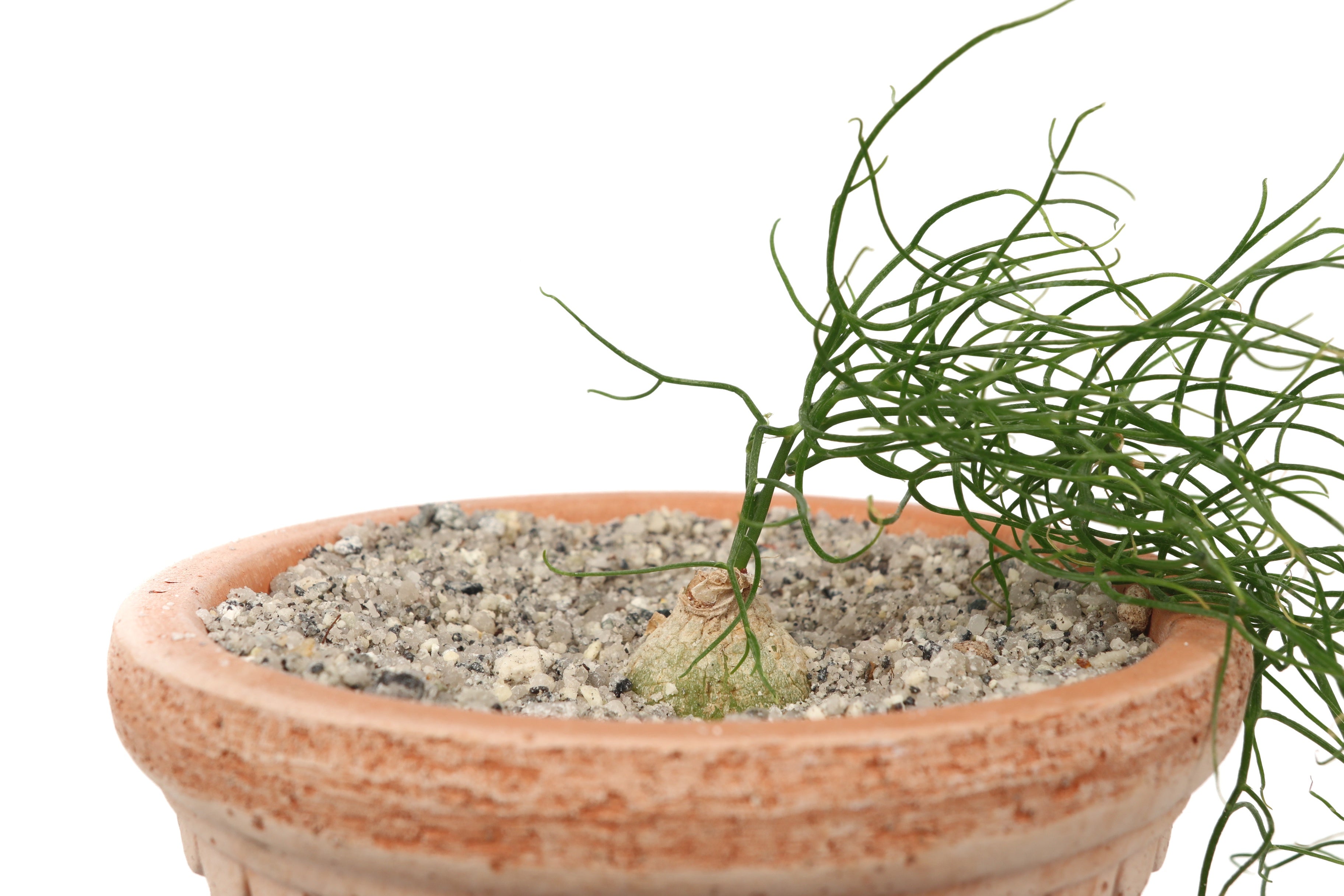 sea onion succulent Bowiea volubilis – Conservatory Archives