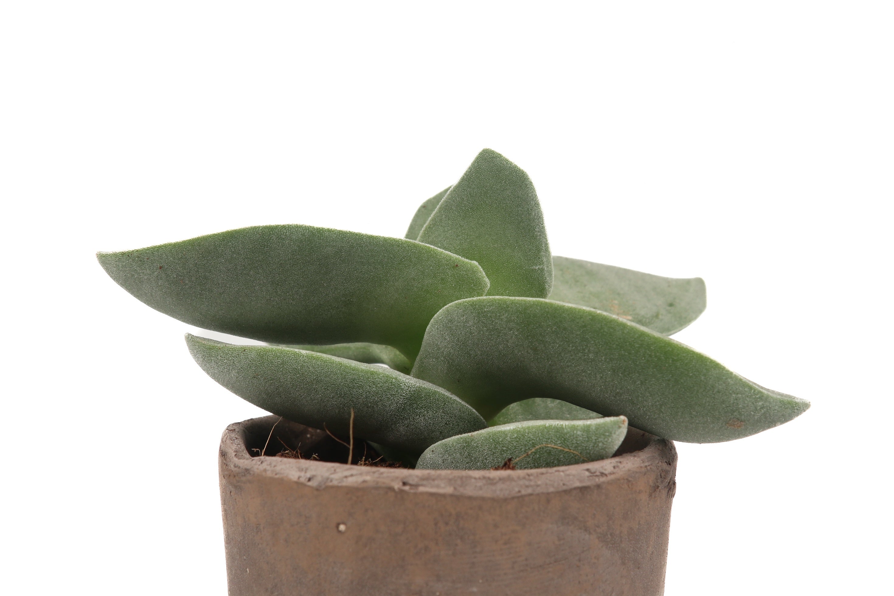 Crassula 'Boomerang' – Conservatory Archives