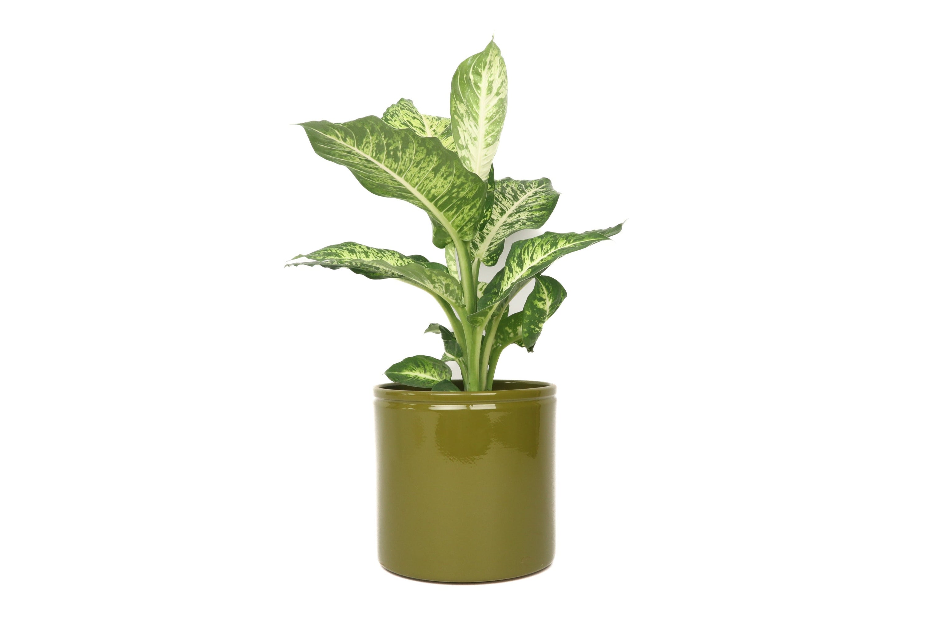 dieffenbachia mars Dieffenbachia 'Mars' – Conservatory Archives