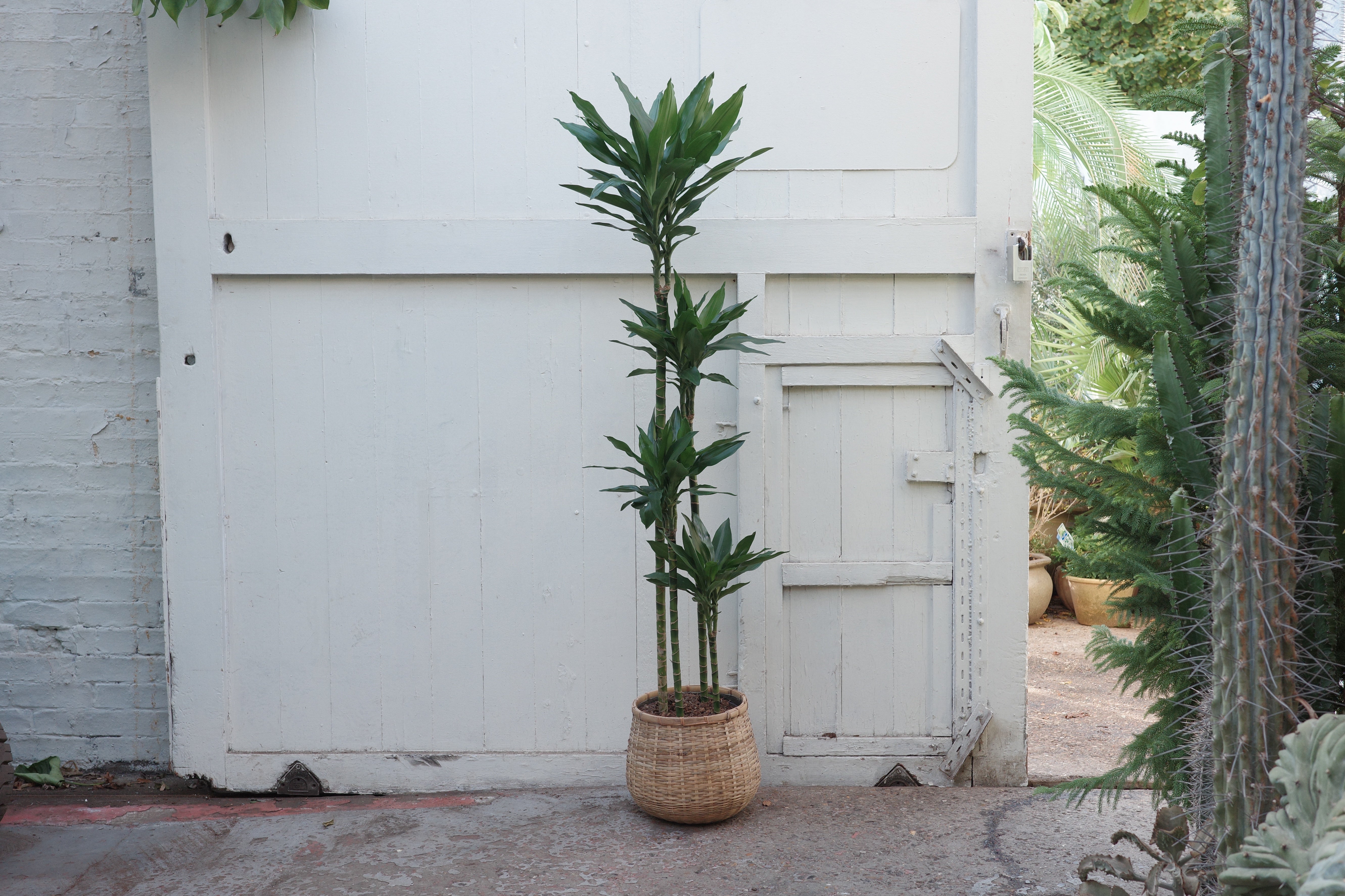 Dracaena fragrans 'Janet Lind' – Conservatory Archives