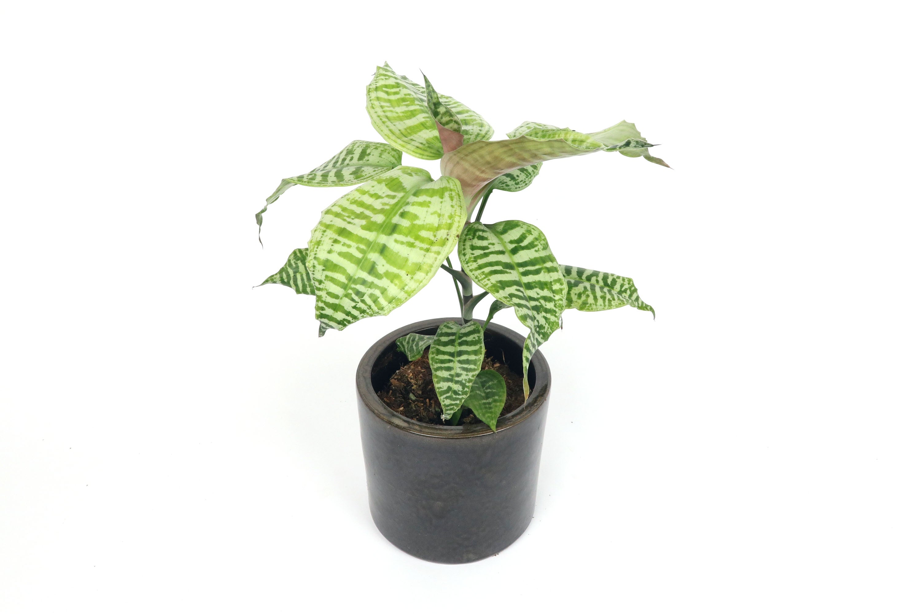 Dracaena goldieana – Conservatory Archives