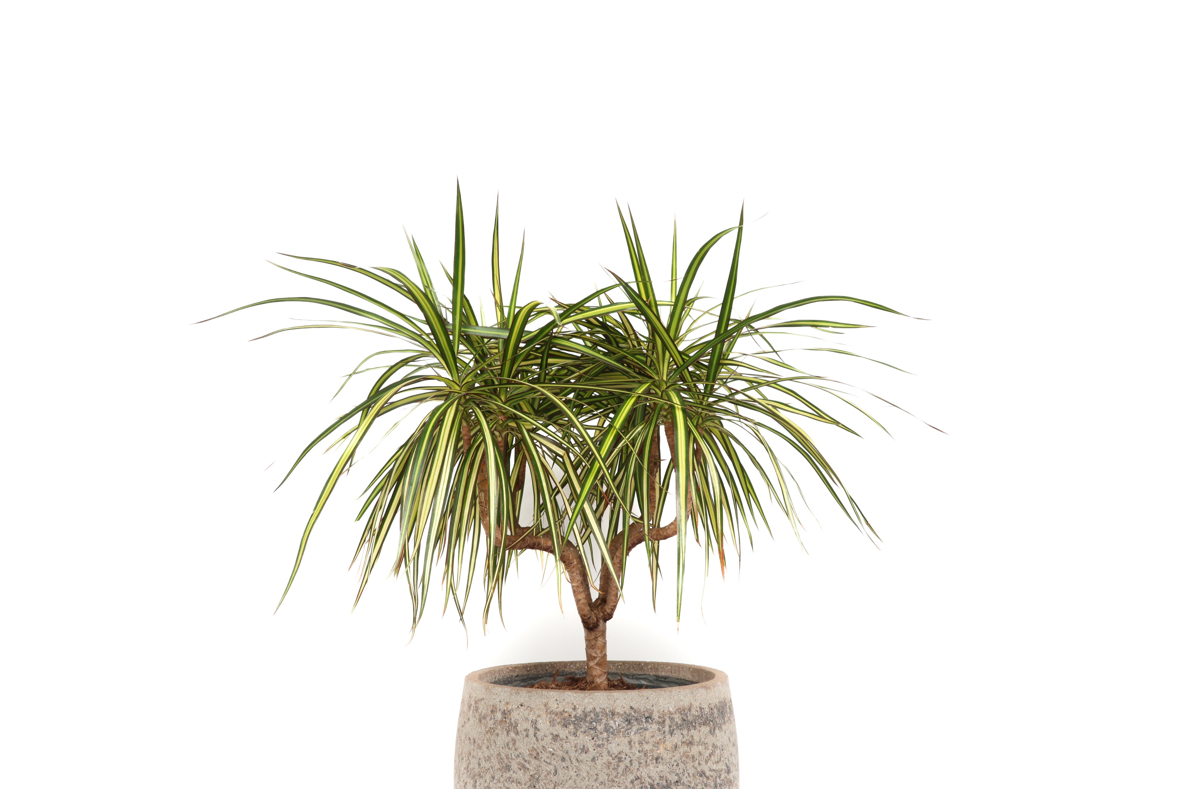 Dracaena marginata 'Sunray' – Conservatory Archives