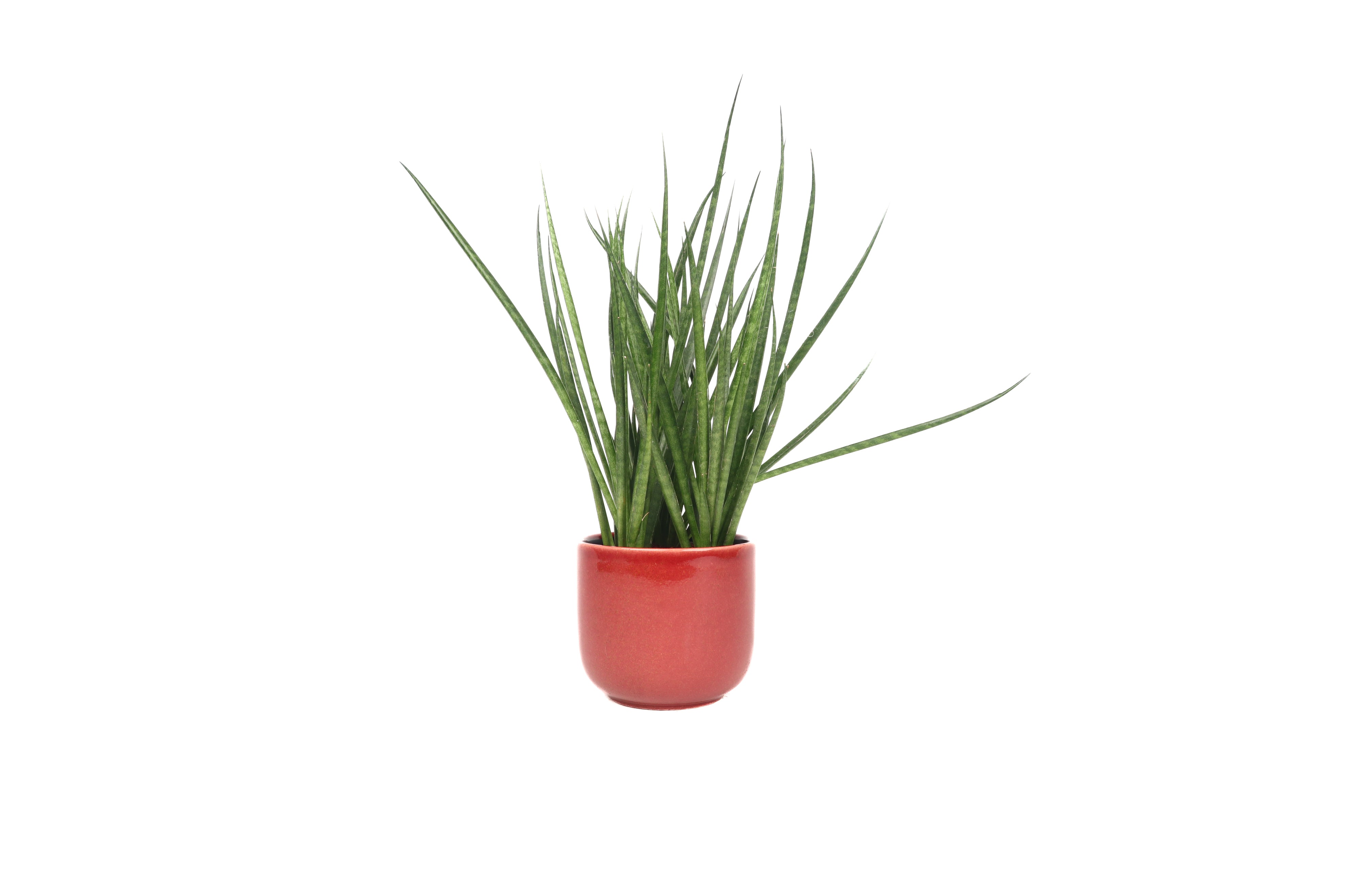 sansevieria comet Dracaena (Sansevieria) 'Comet Kichaka' – Conservatory Archives