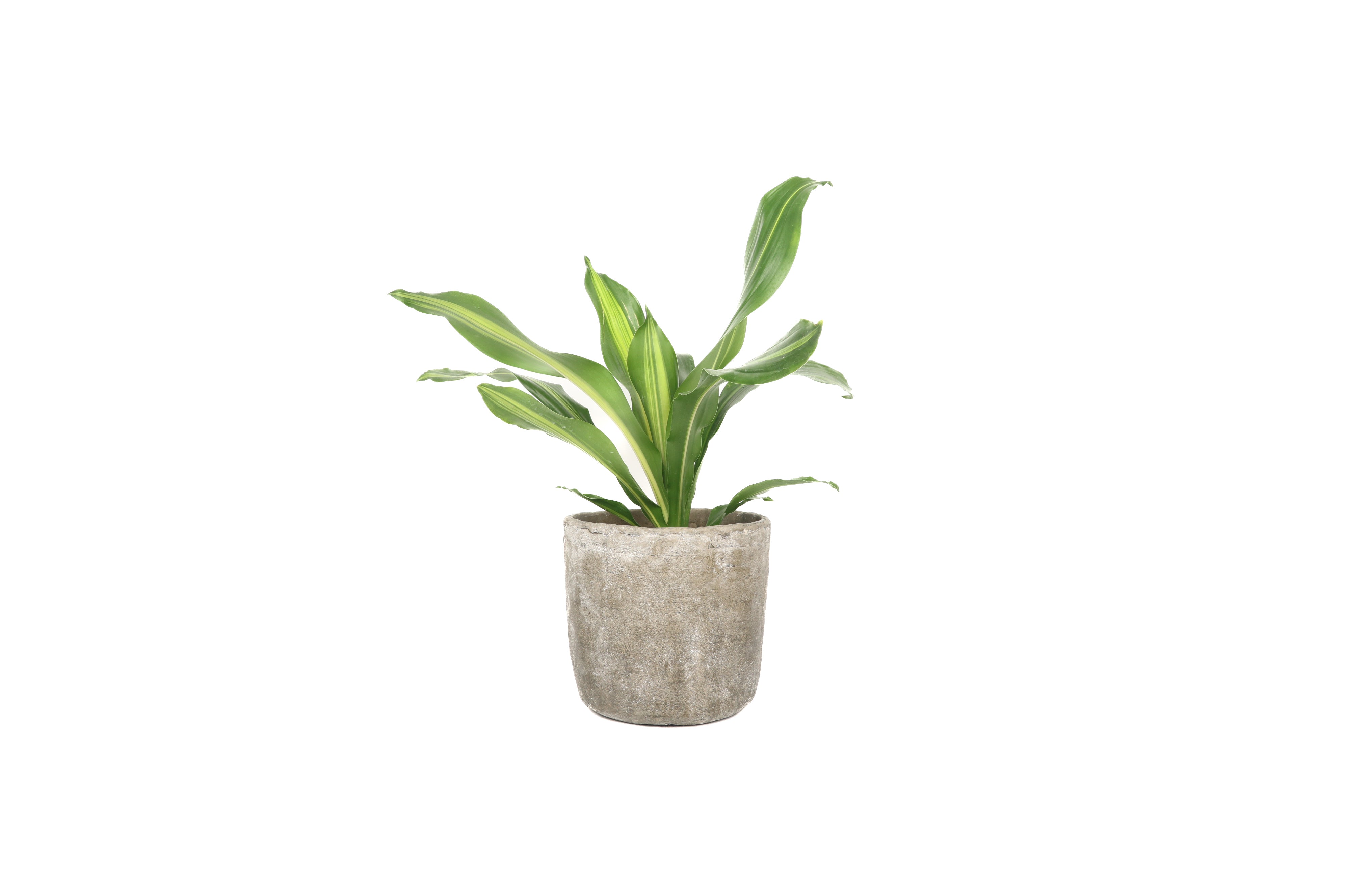 Dracaena fragrans 'Charley' – Conservatory Archives