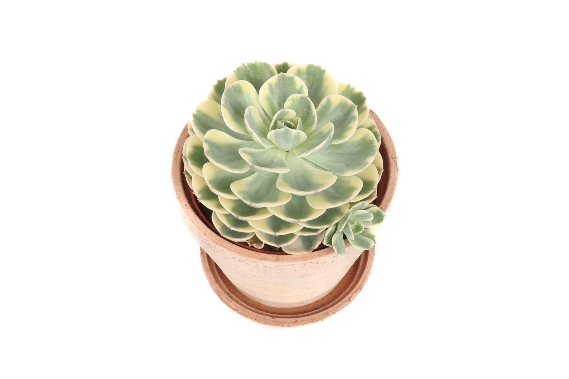 compton succulent Echeveria 'Compton Carousel' – Conservatory Archives