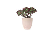 Echeveria Pulvinata DEVOTION - Succulente En Godet 8x8 Cm - Feuilles Veloutées Vert Et Rouge - Rustique -6°C - 3