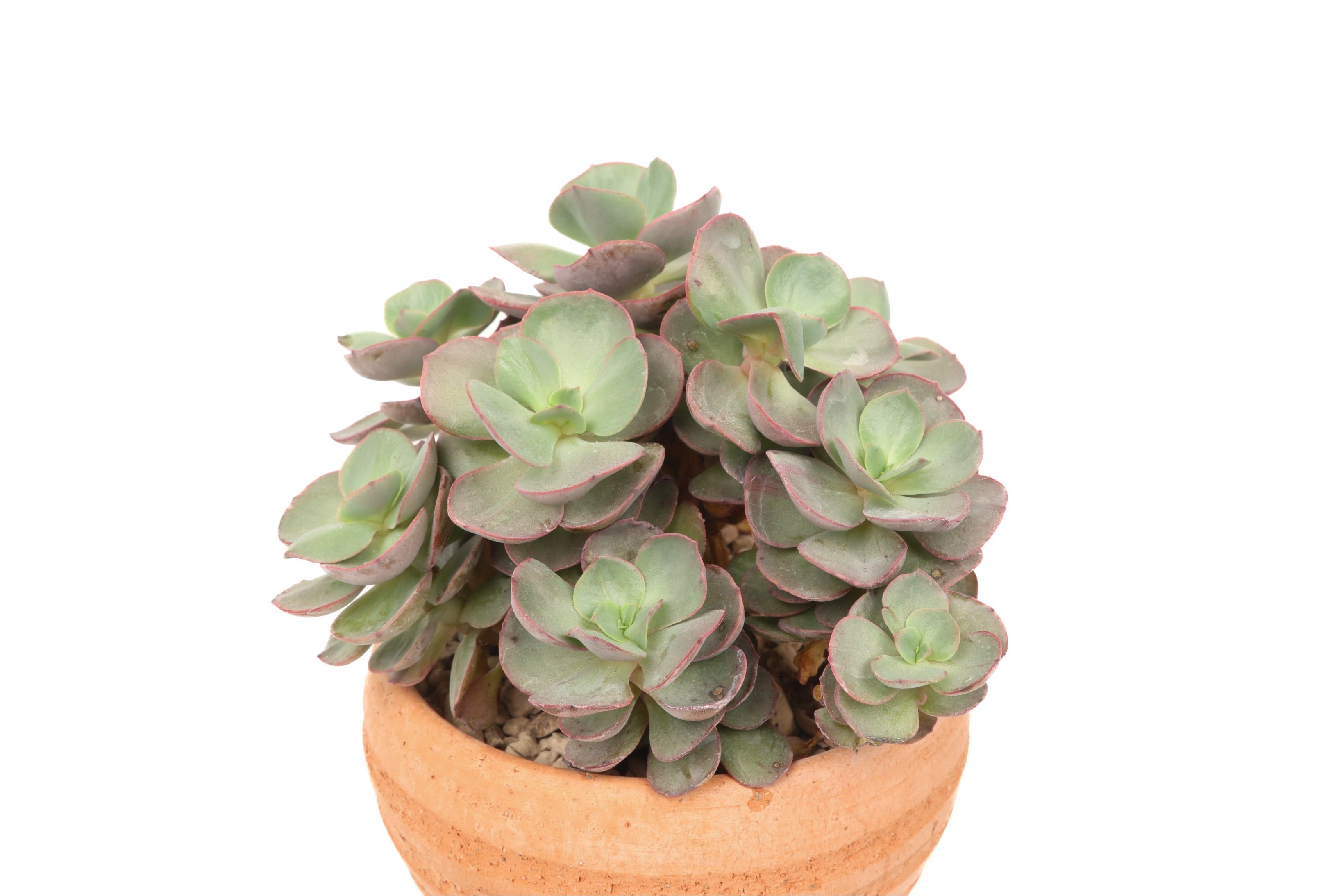suyon succulent Echeveria suyon – Conservatory Archives