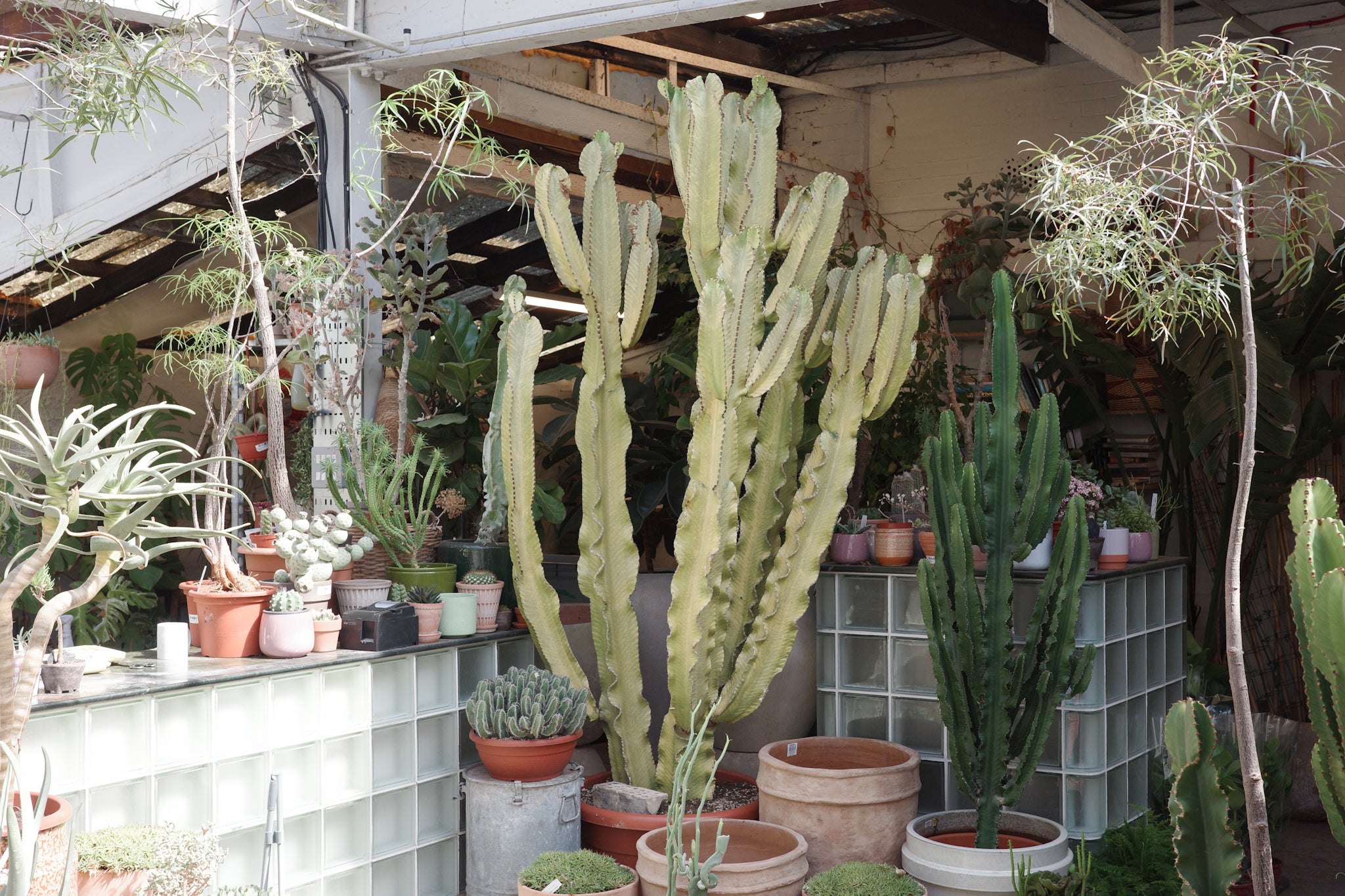 Euphorbia ingens f. variegata Specimen 65 / 260 – Conservatory Archives