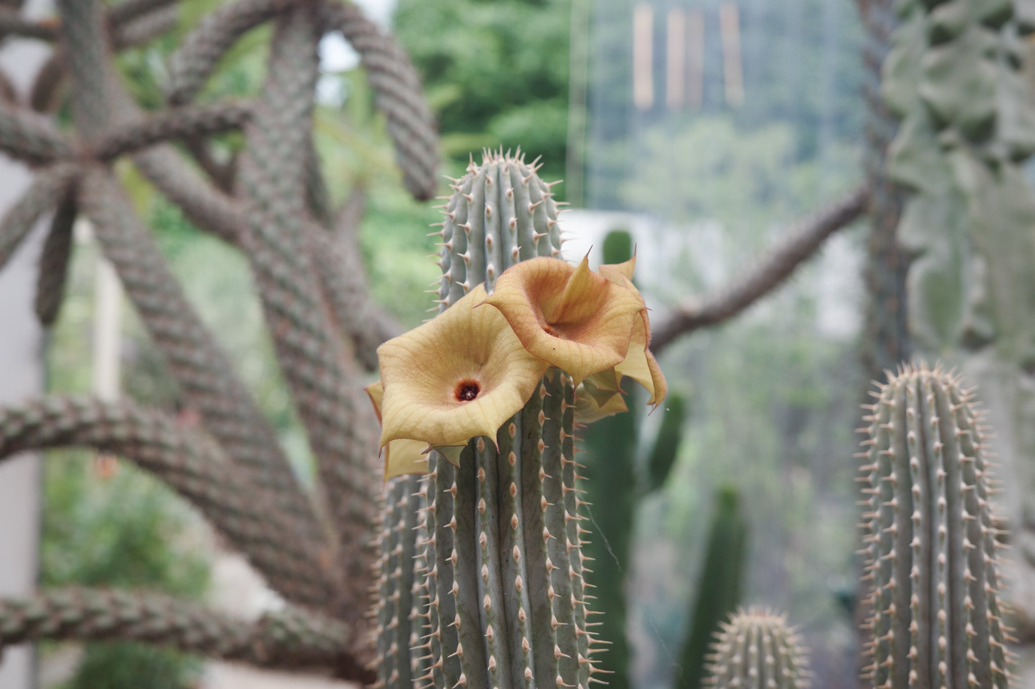 hoodia cactus Hoodia parviflora – Conservatory Archives