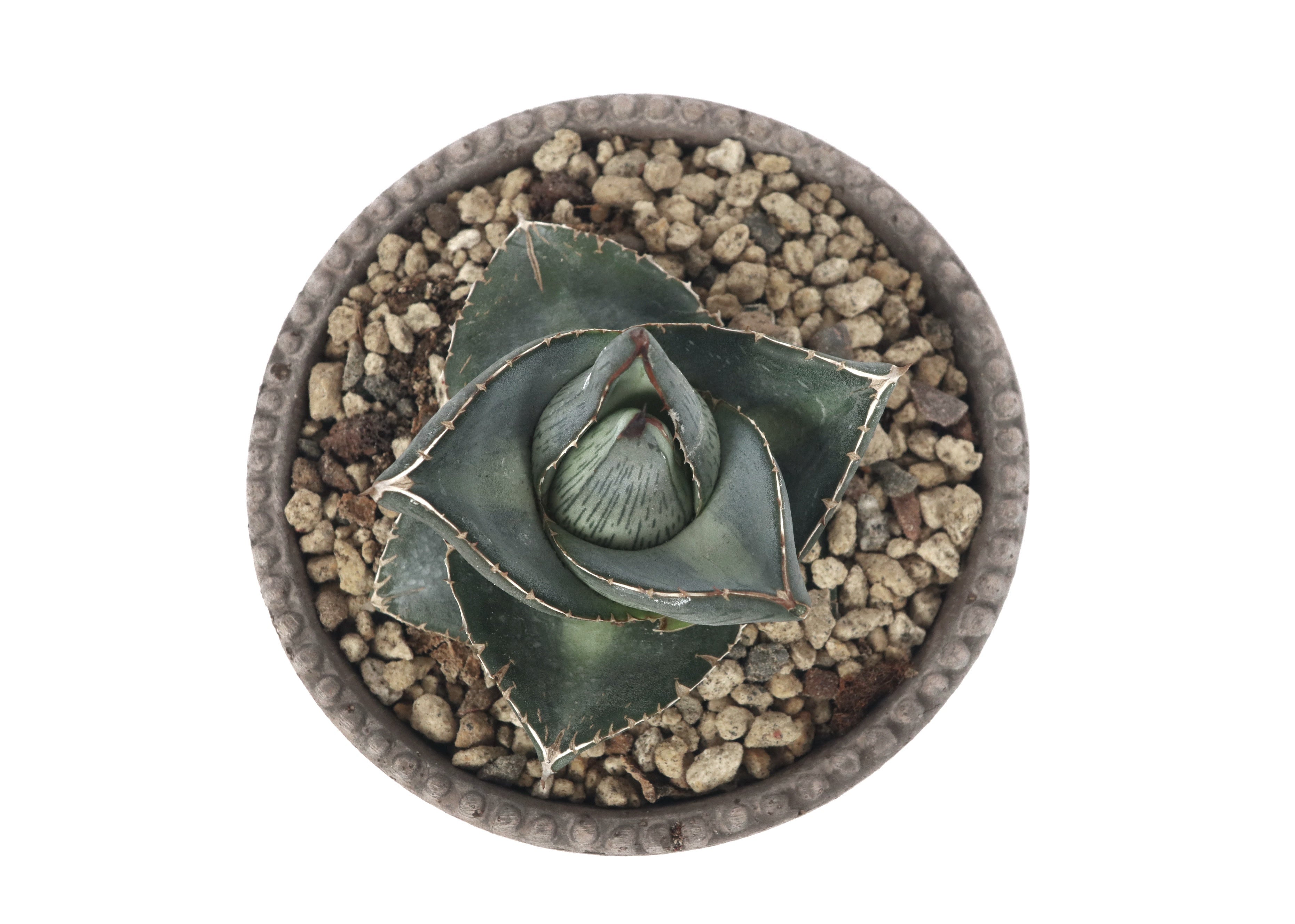 Agave pumila – Conservatory Archives
