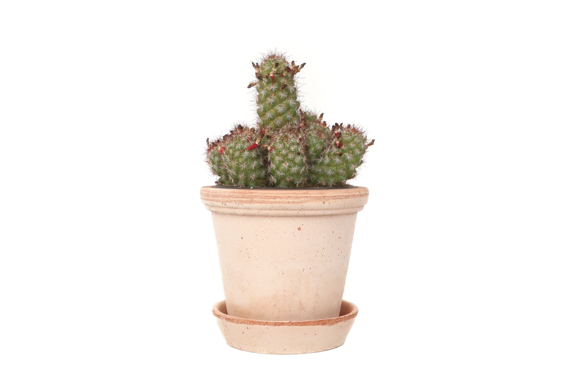 mammillaria fraileana Mammillaria fraileana – Conservatory Archives
