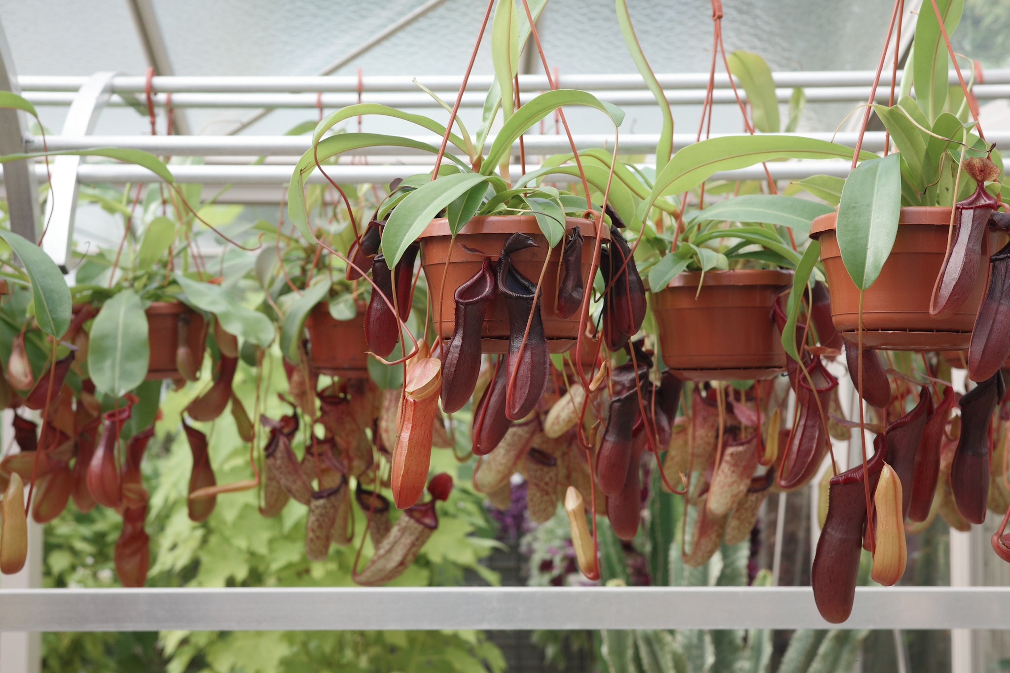 Nepenthes 'Bill' – Conservatory Archives