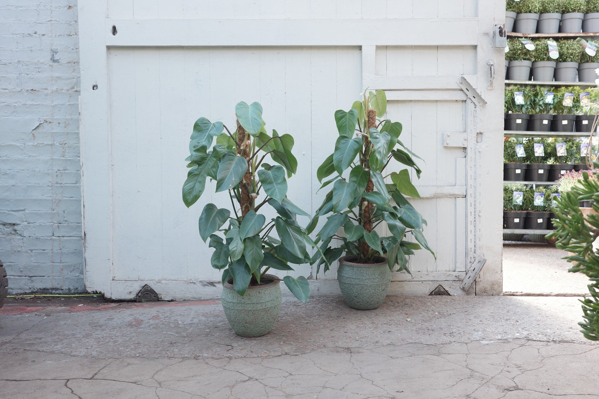 philodendron emerald queen Philodendron 'Emerald Queen' – Conservatory Archives