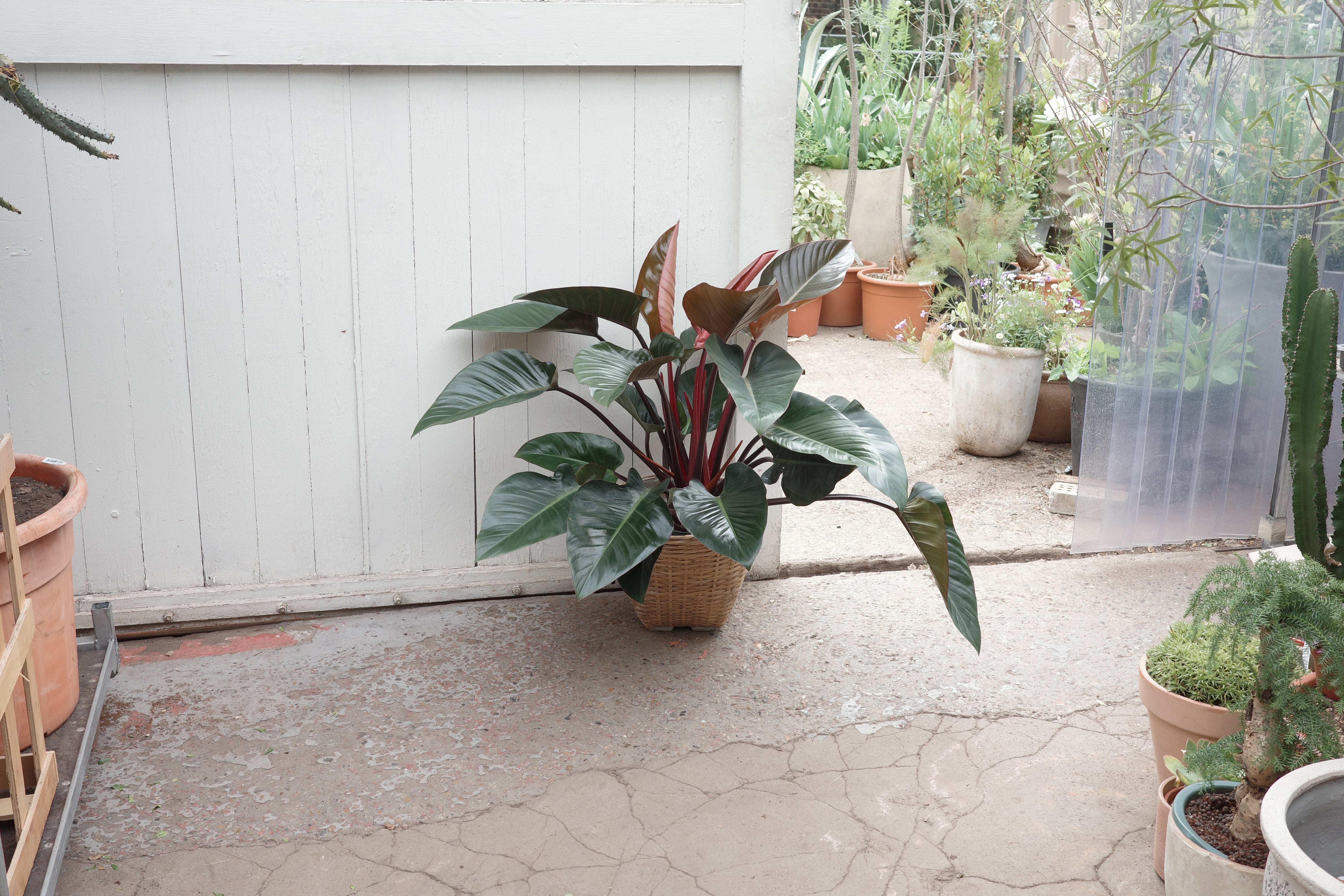 Philodendron 'Red Beauty' – Conservatory Archives