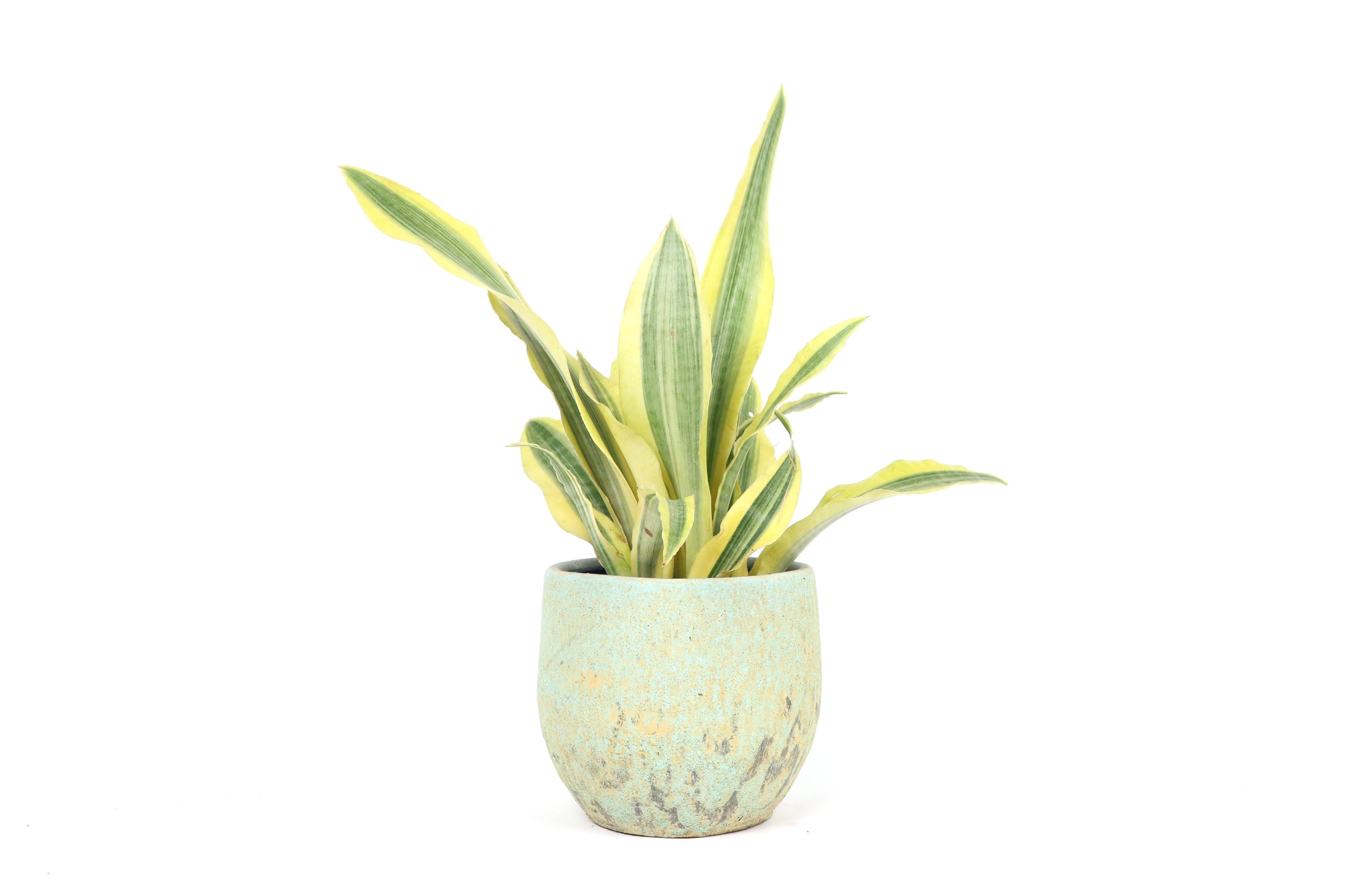 Dracaeana (Sansevieria) aubrytiana 'Yellowstone' – Conservatory Archives
