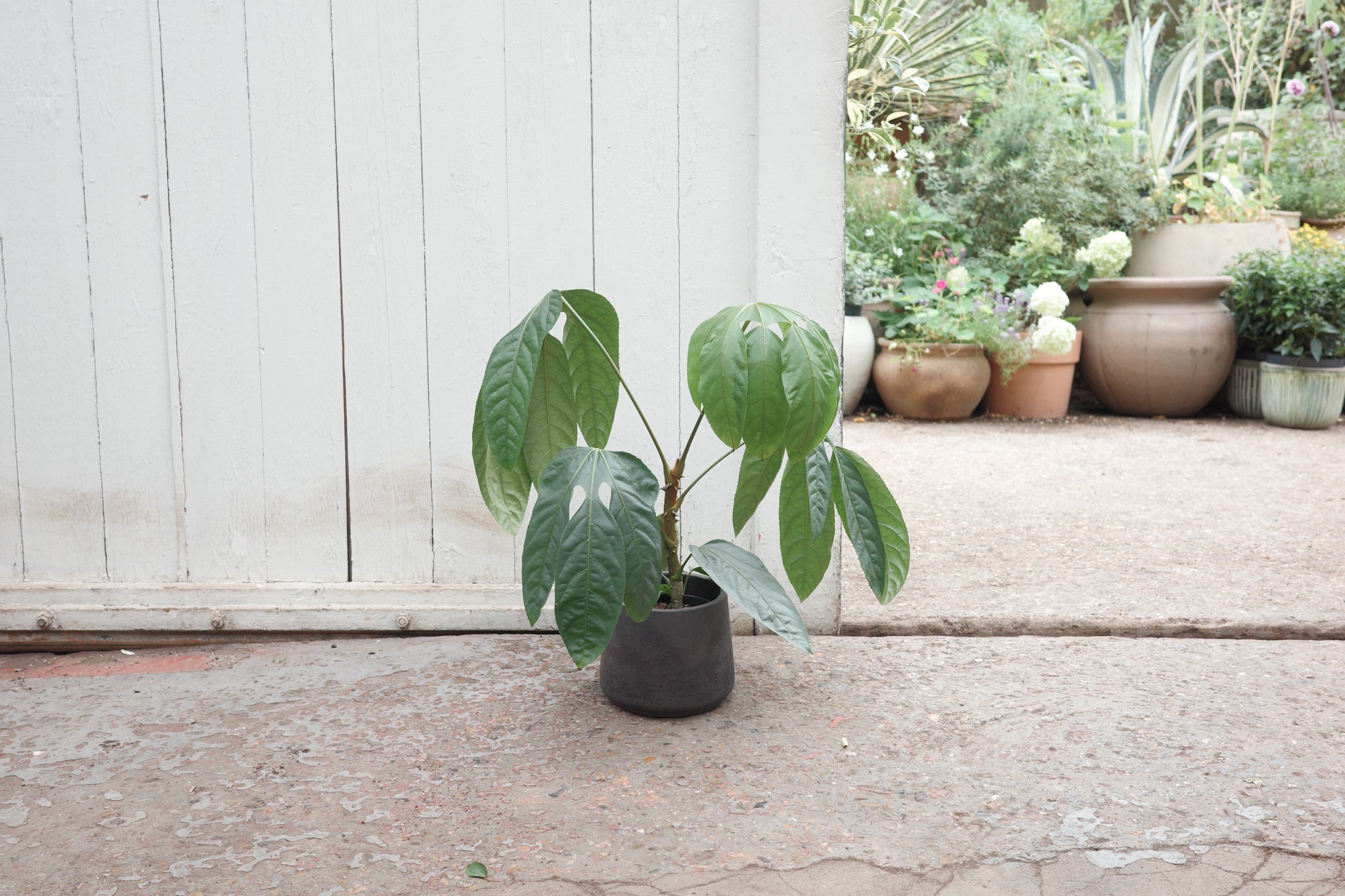 Trevesia burckii – Conservatory Archives