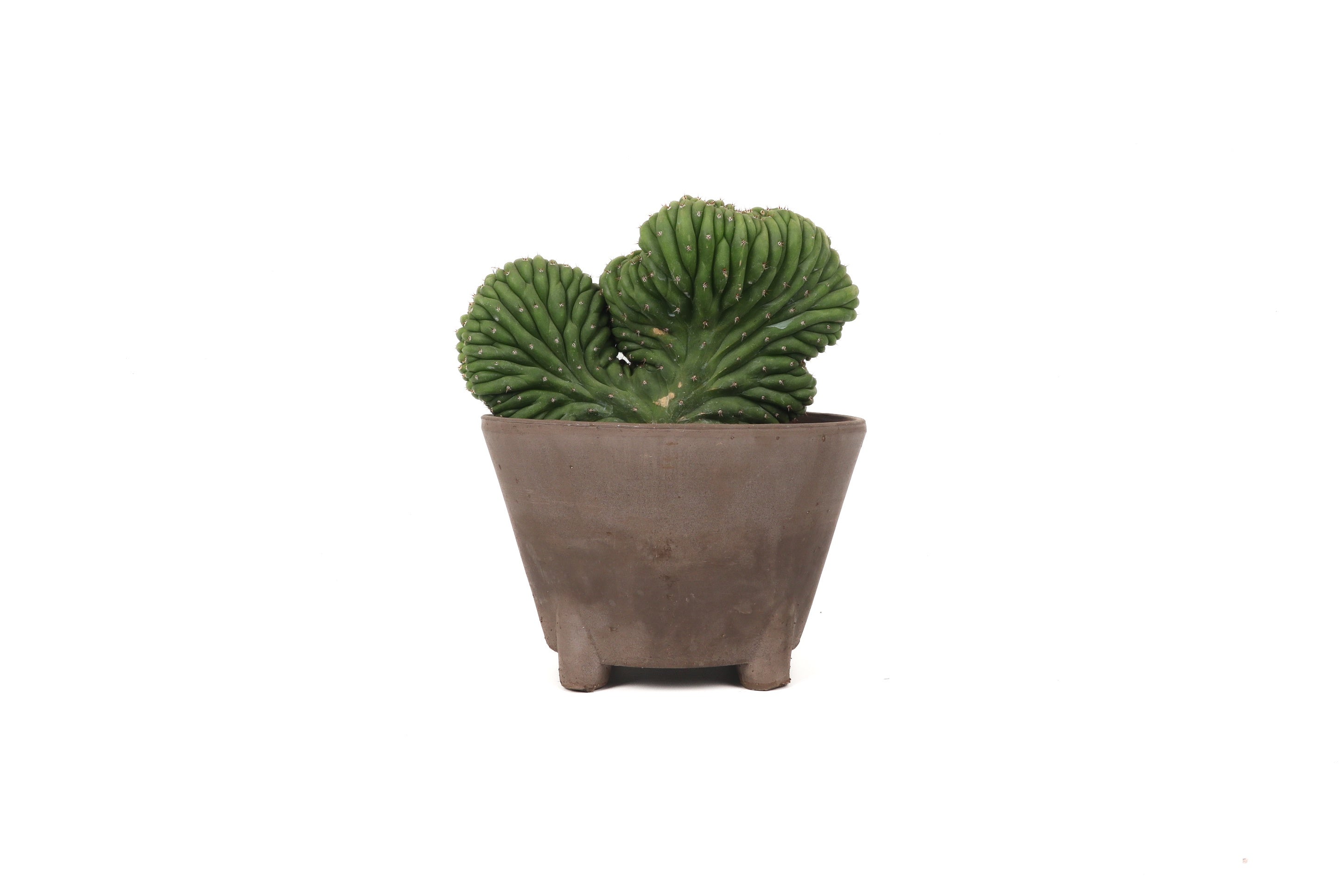 Echinopsis (Trichocereus) pachanoi f. cristata – Conservatory Archives