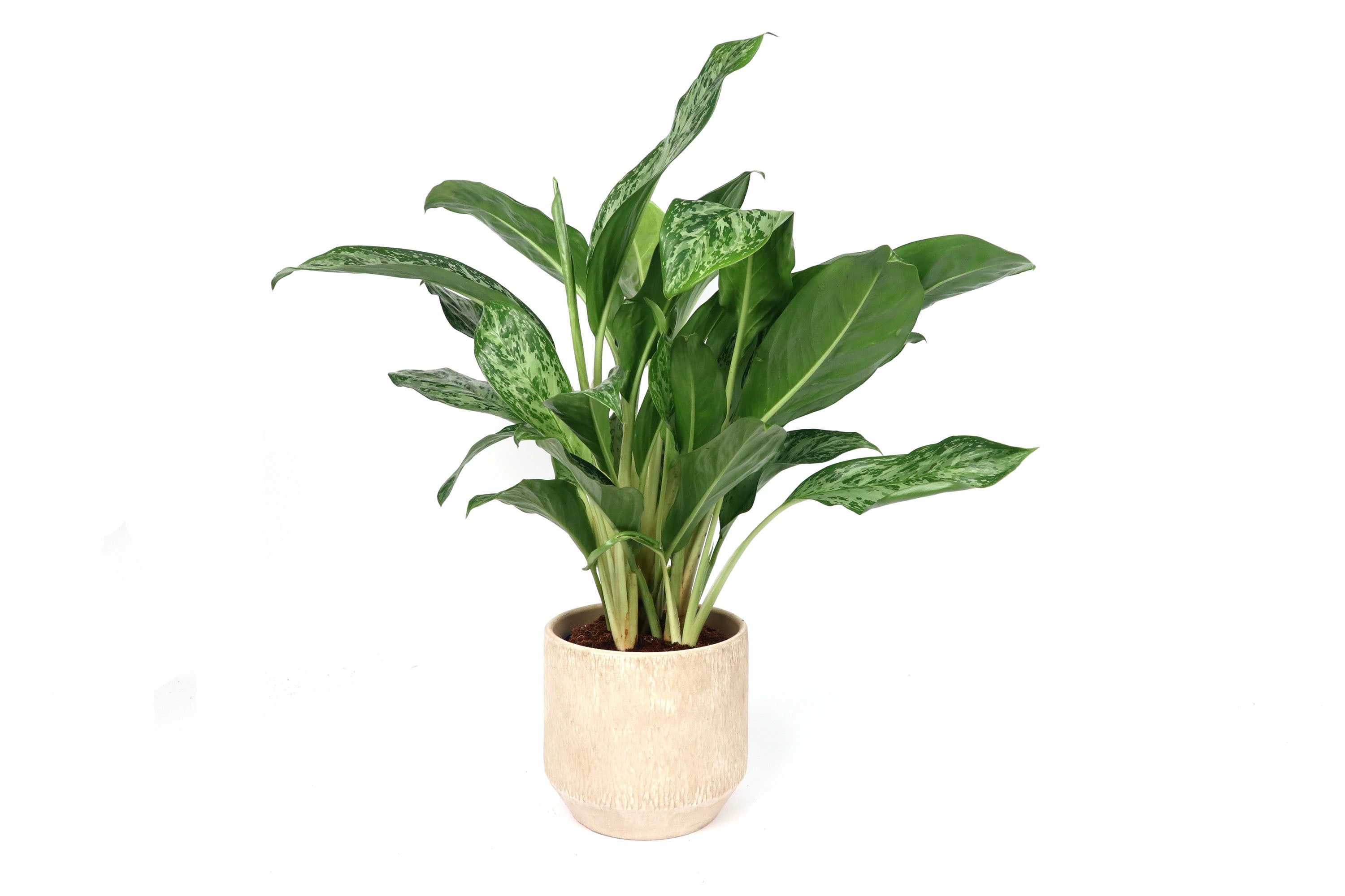 Aglaonema 'Greenlight' – Conservatory Archives