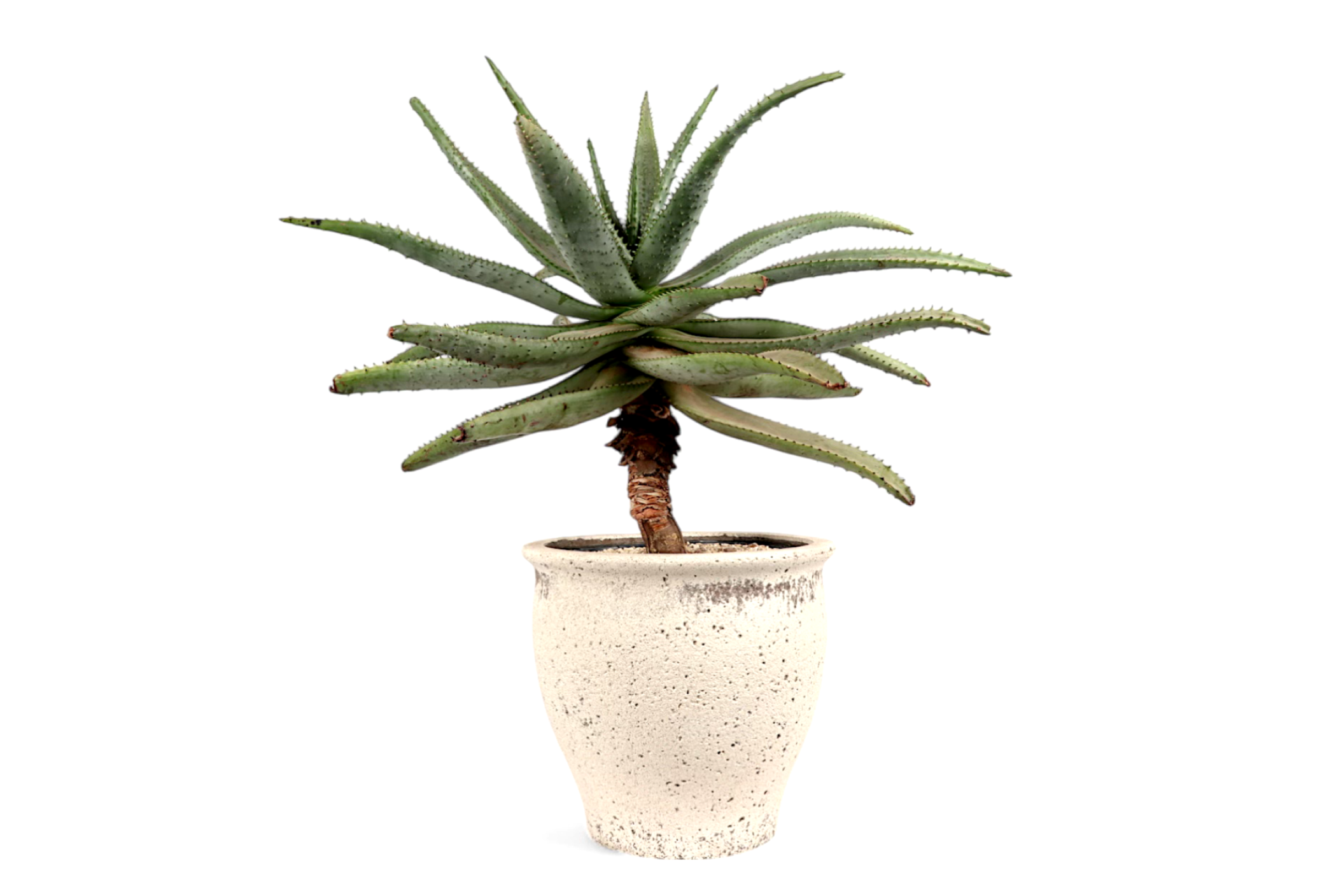 Aloe ferox – Conservatory Archives