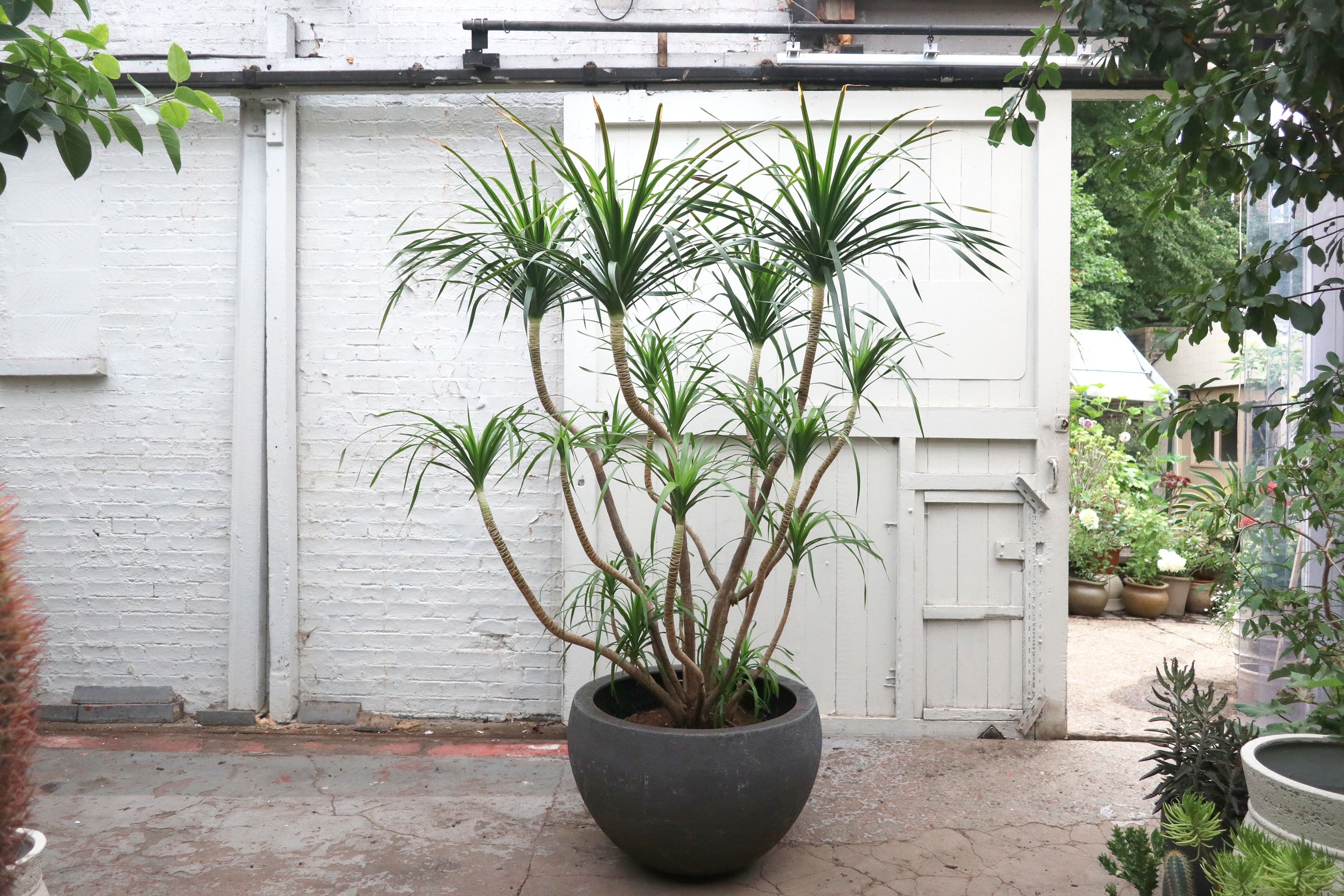 Dracaena draco 'Compact' – Conservatory Archives
