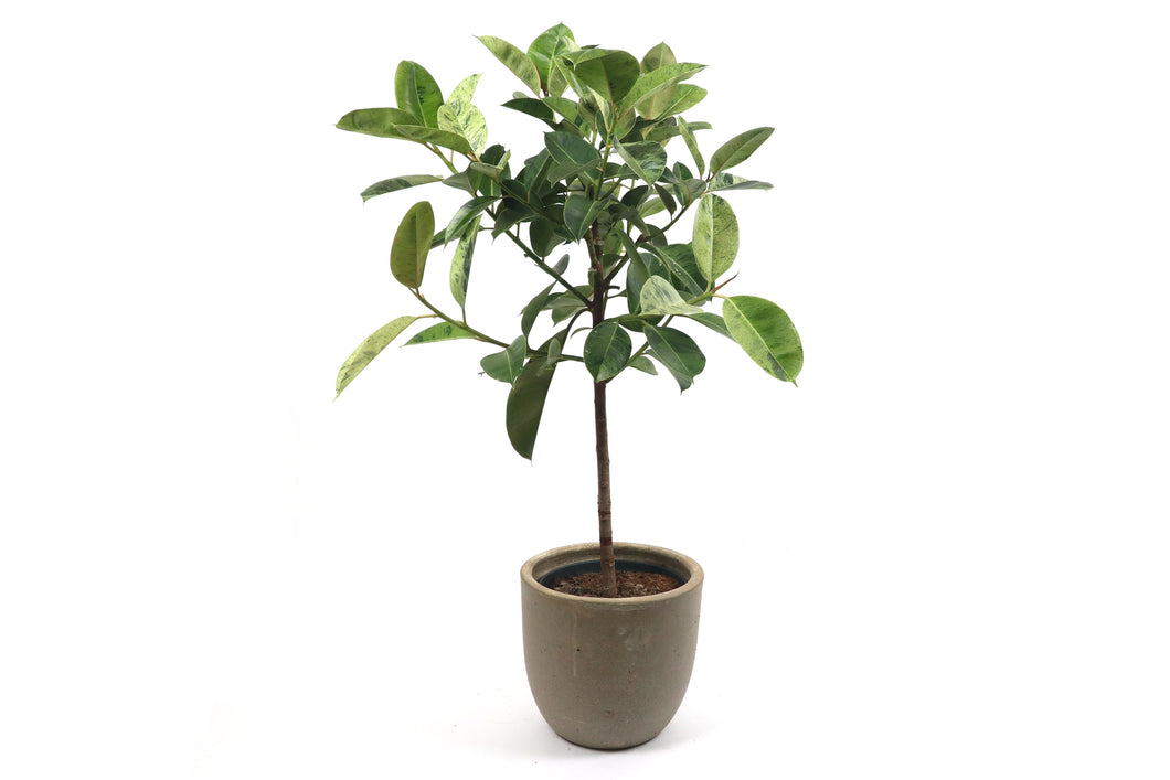 Ficus elastica 'Shivereana Moonshine'