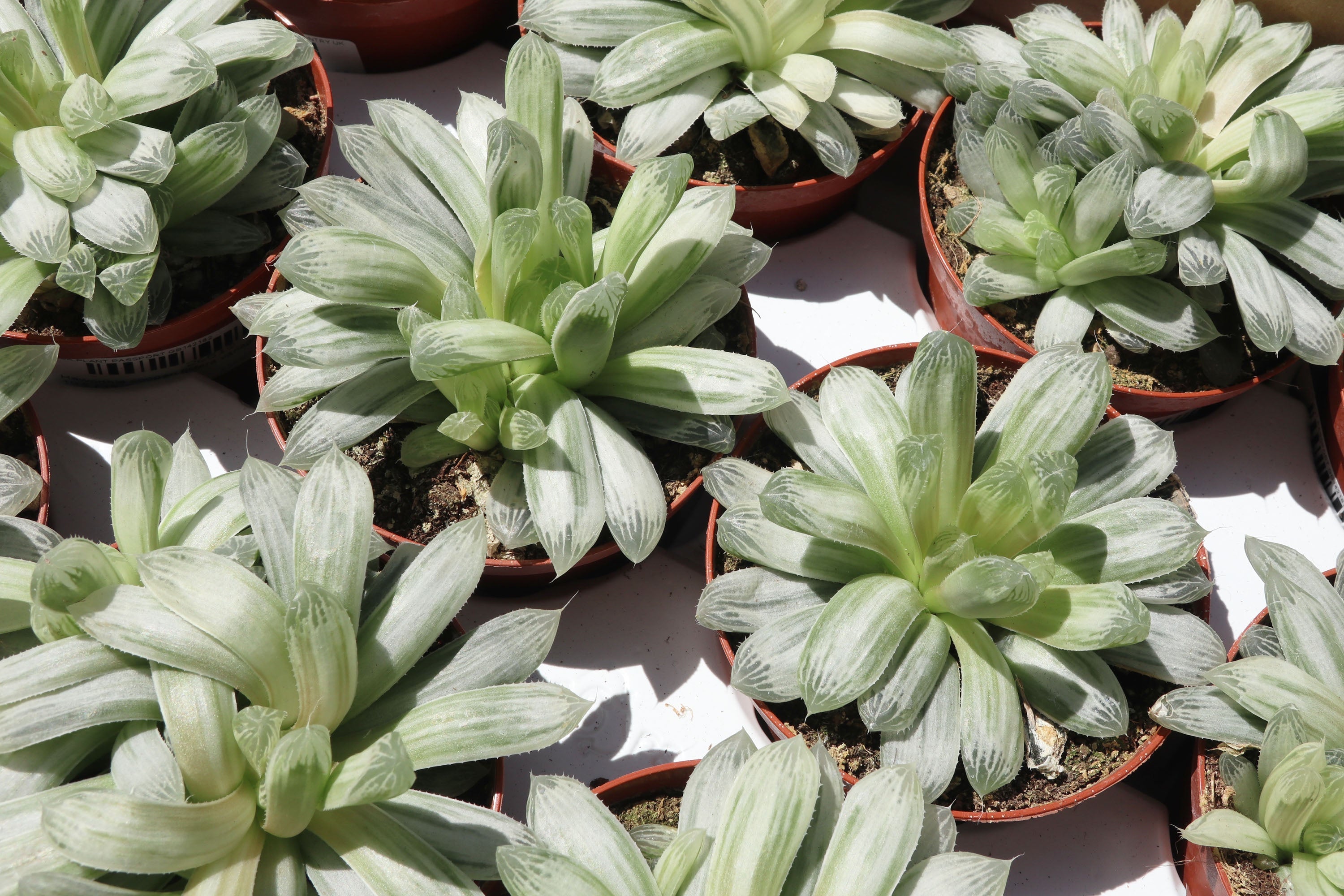 Haworthia cooperi v. pilifera f. variegata  Conservatory Archives