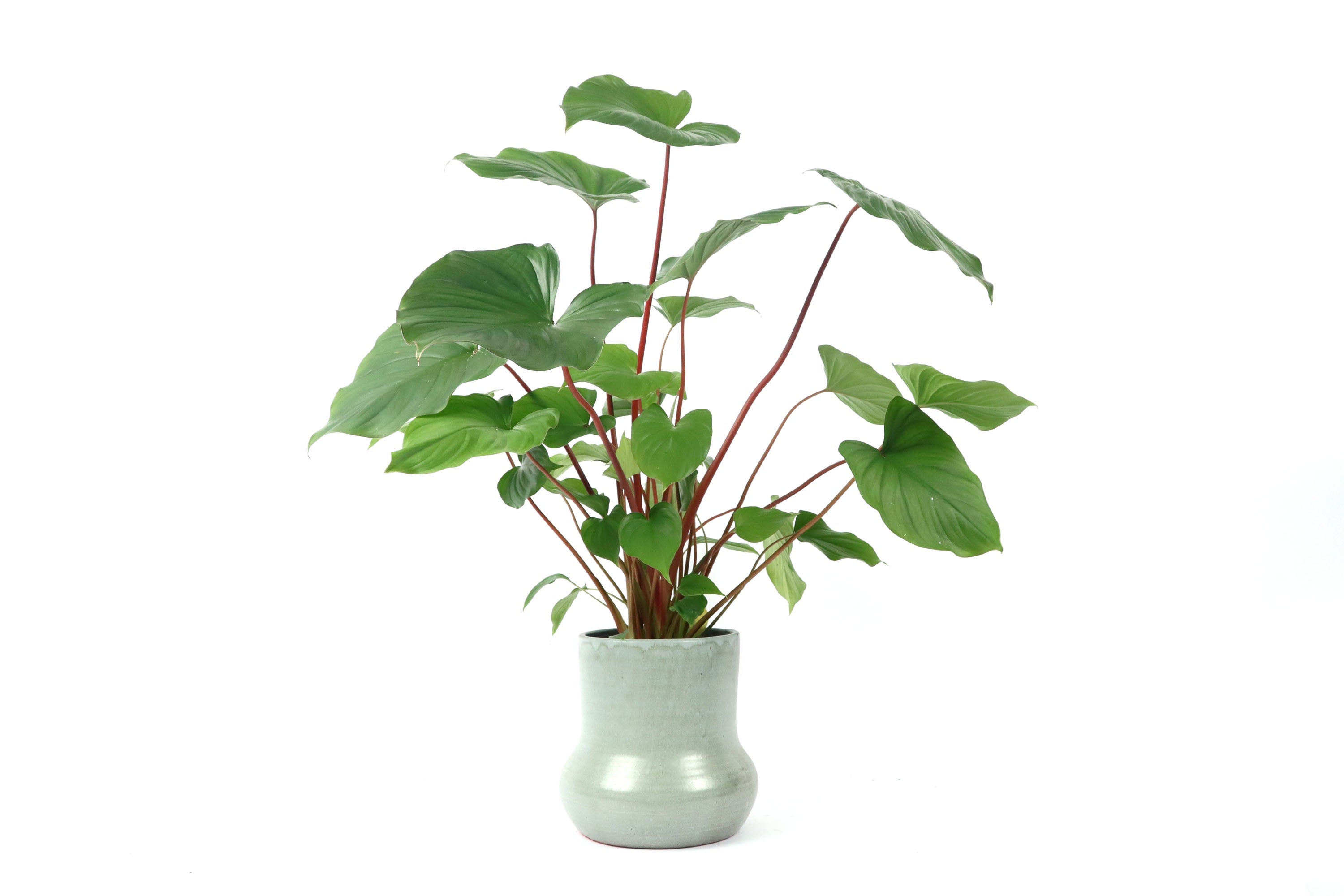 Homalomena rubescens 'Maggy' – Conservatory Archives