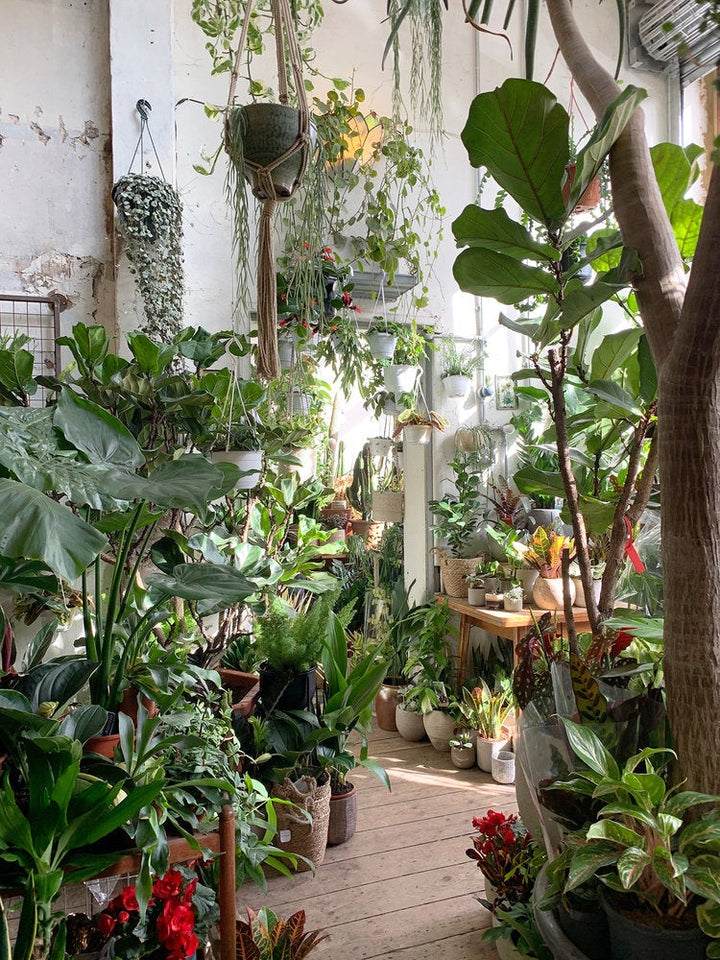 The famous door of Conservatory Archives Hackney Road. The door is surrounded by indoor plants suck as Alocasia, calathea, Strelitzia nicolai, Ficus lyrata, monstera deliciosa and a huge aloe tree.