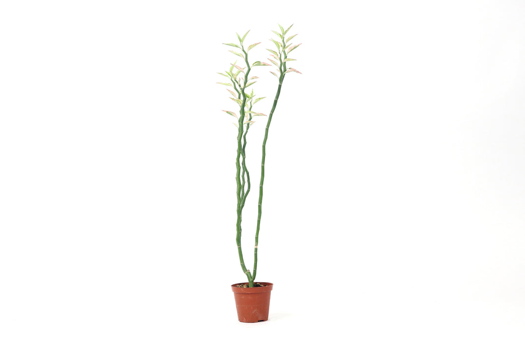 Euphorbia tithymaloides (Pedilanthus tithymaloides) f. variegata