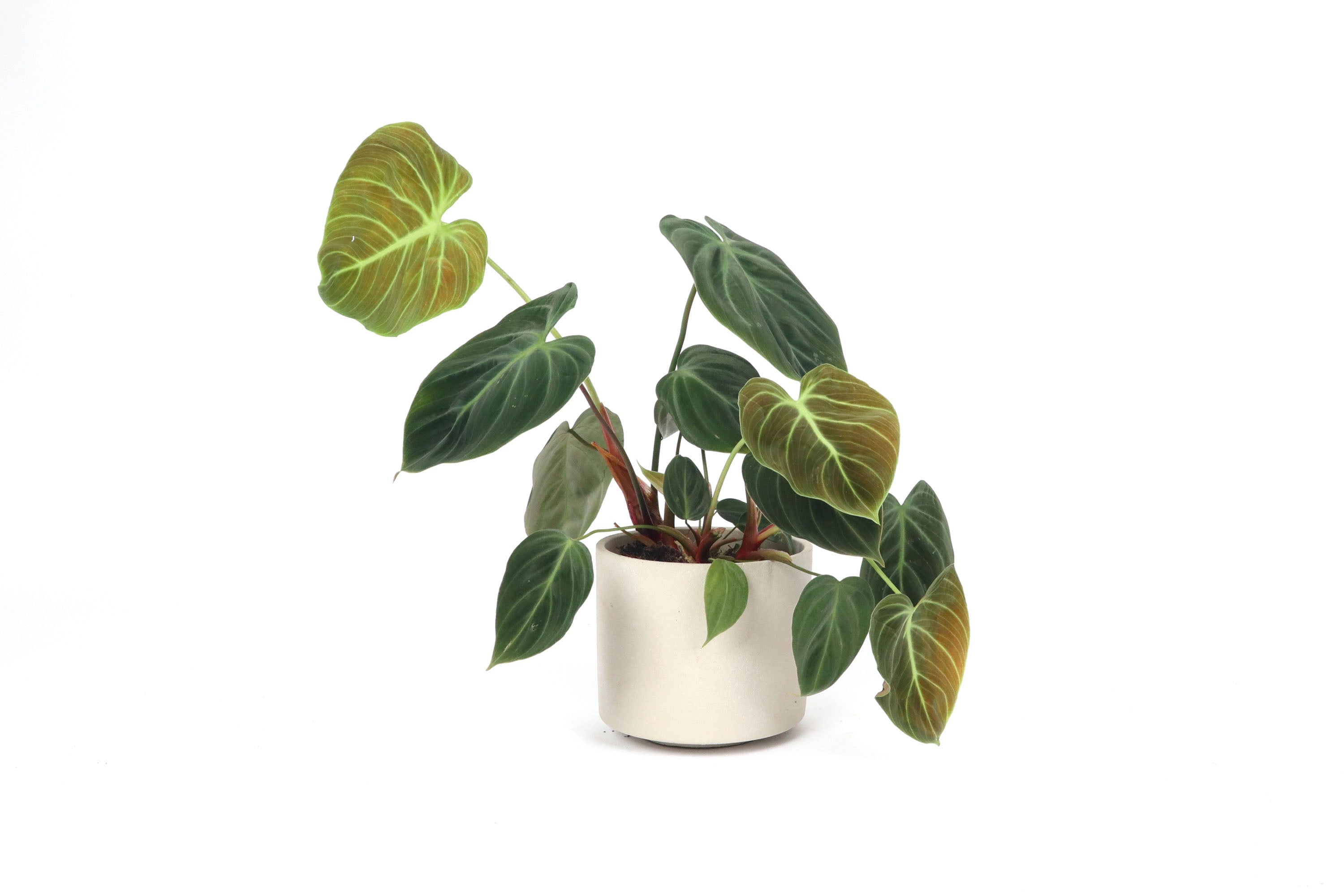 Philodendron luxurians 'El Choco' – Conservatory Archives