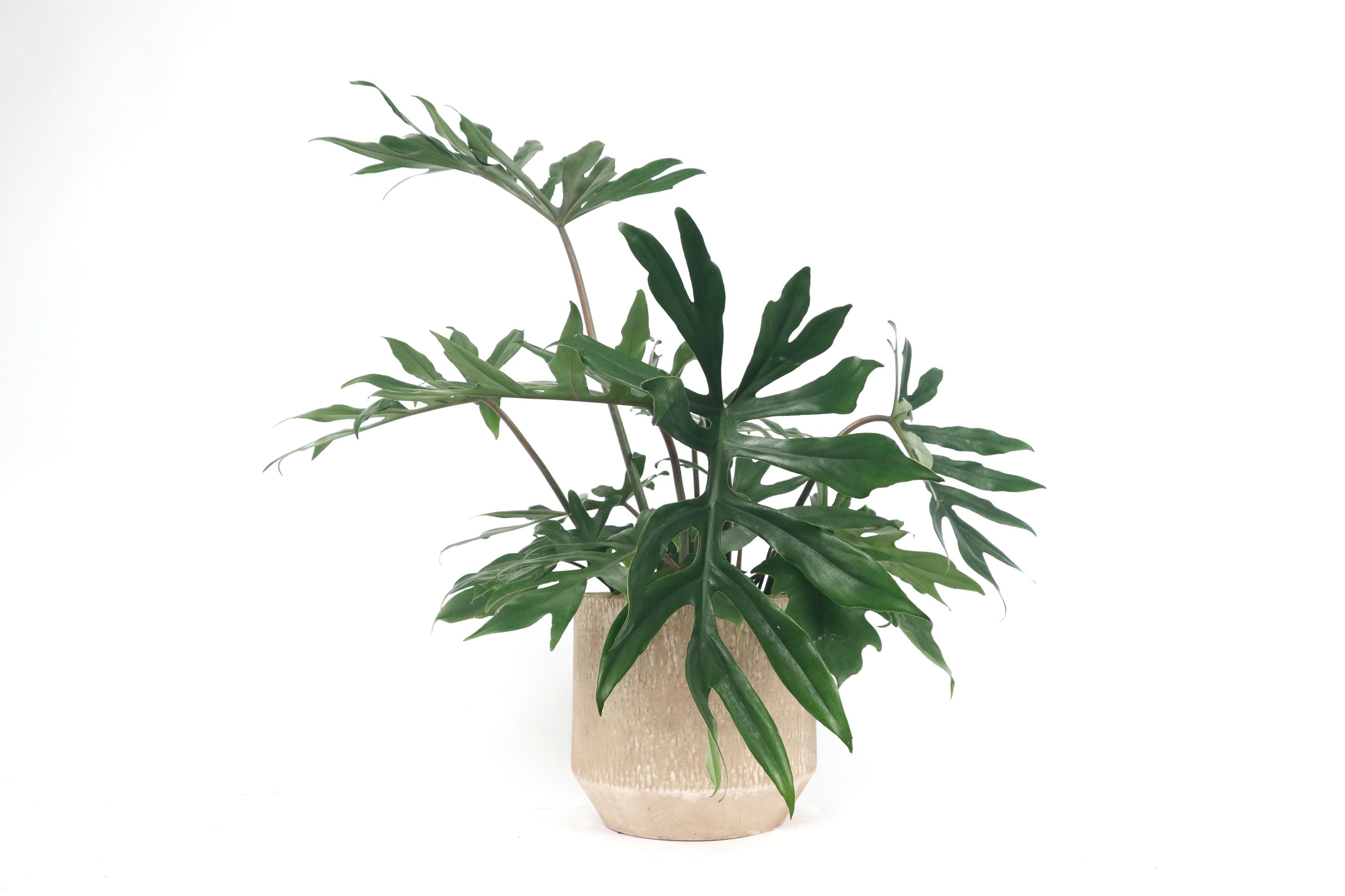 mature philodendron mayoi Philodendron mayoi – Conservatory Archives