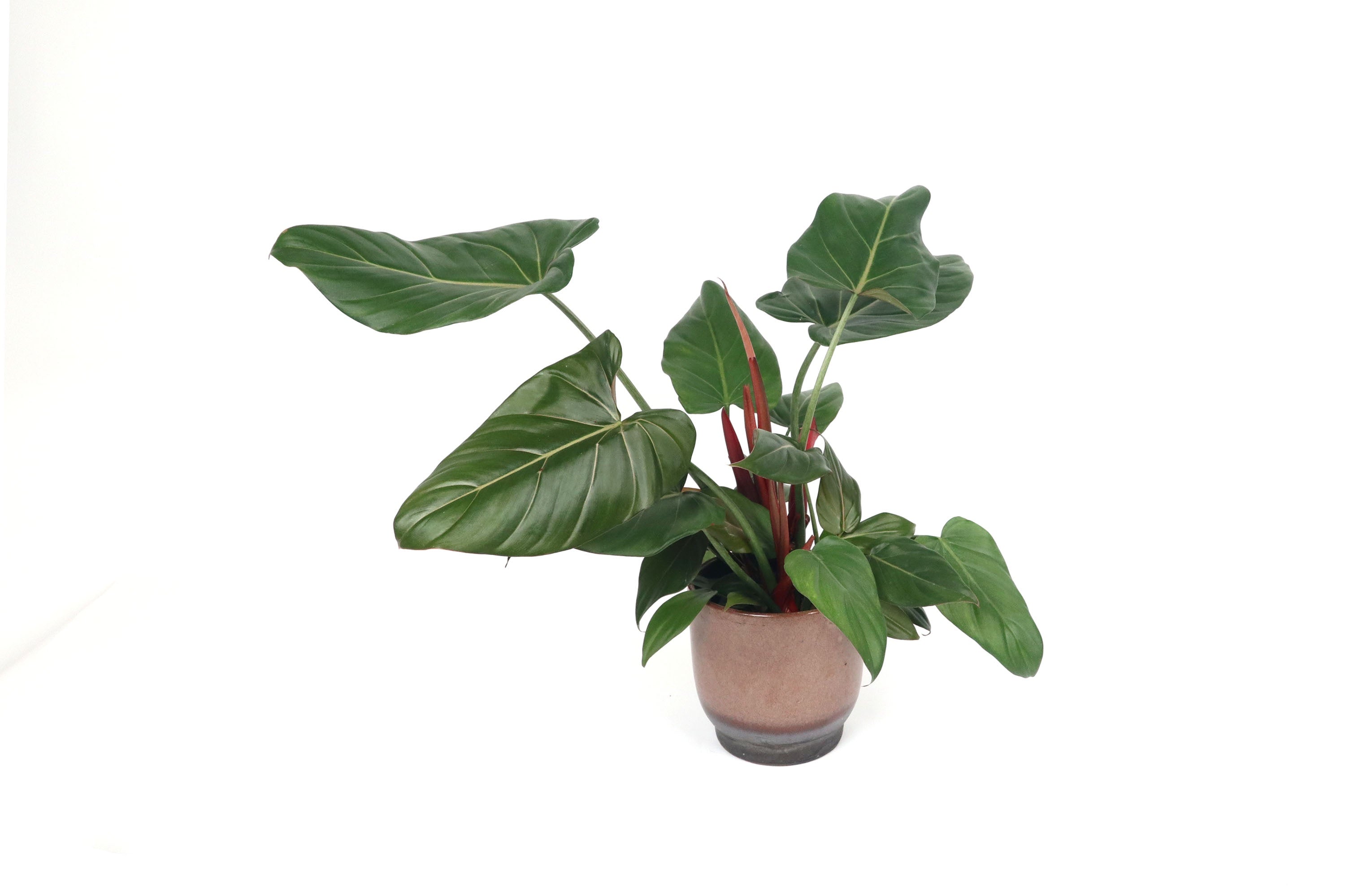 philodendron gloria Philodendron 'Summer Glory' – Conservatory Archives