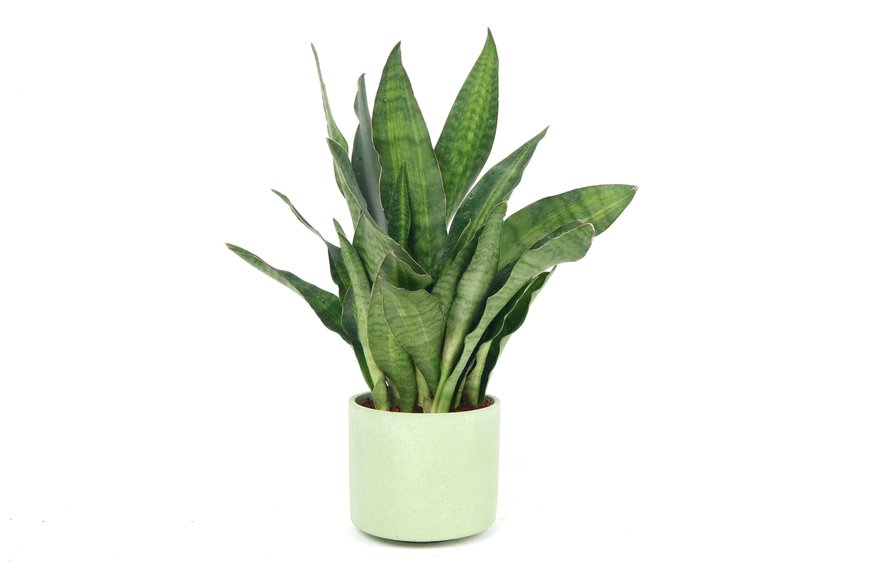 aubrytiana snake plant Dracaena (Sansevieria) aubrytiana 'Nite Lite' – Conservatory Archives