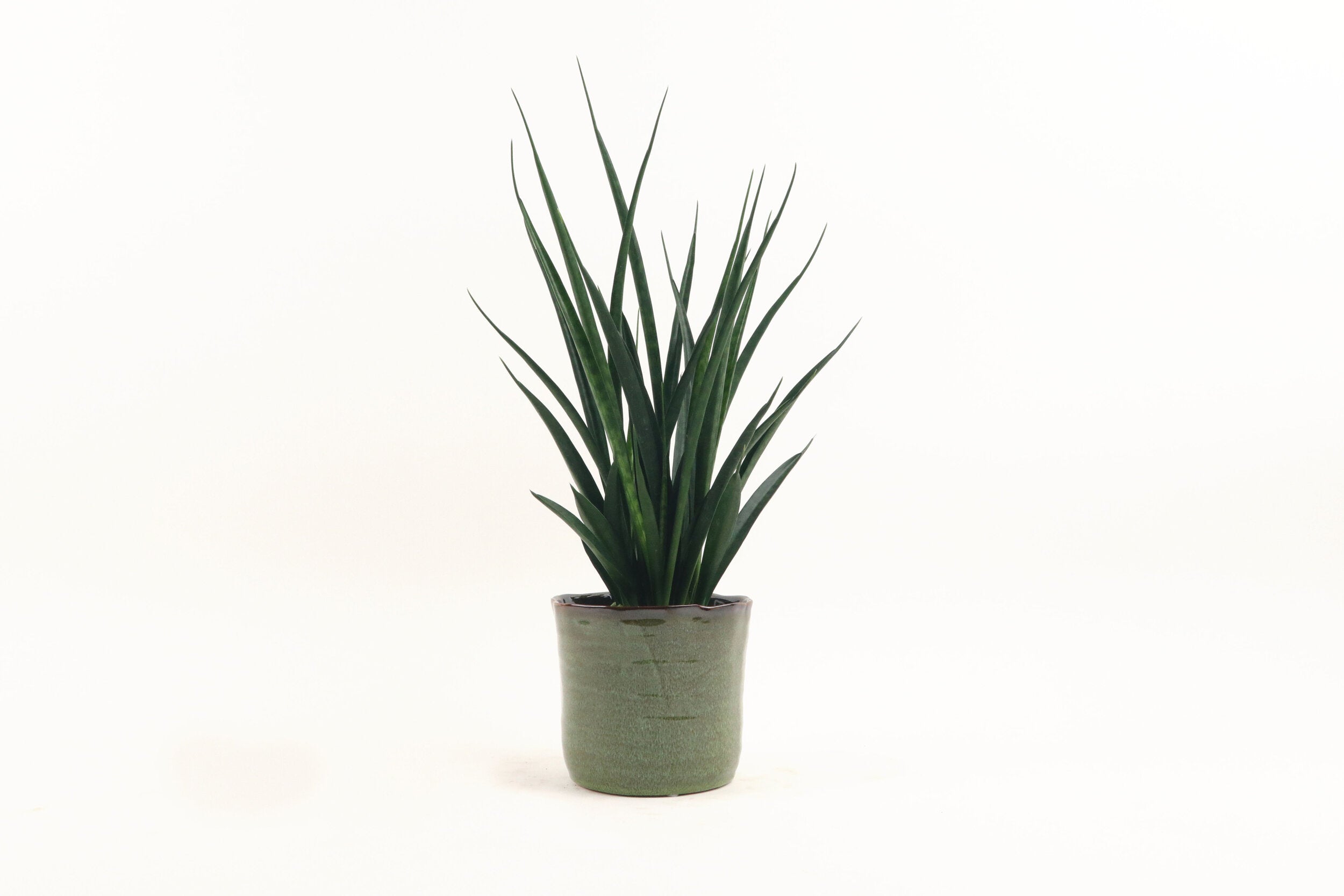 Dracaena (Sansevieria) kirkii 'Friends' – Conservatory Archives