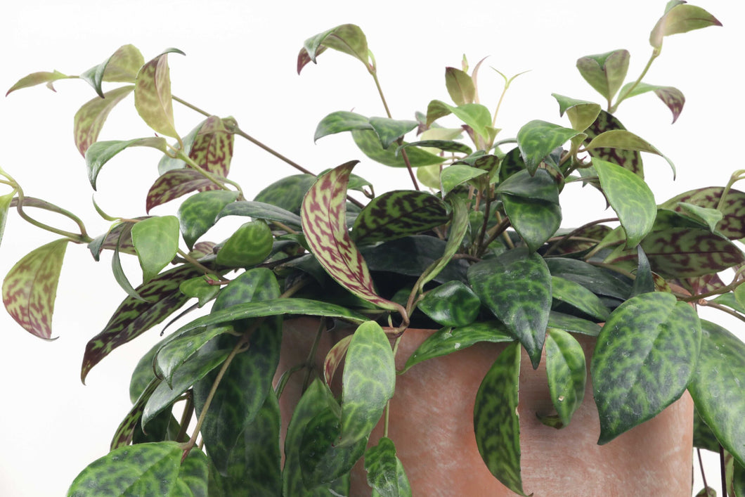 Aeschynanthus marmoratus, Aeschynanthus, Variegated, Indoor Plant, Indoor Plants, House Plant, Tropical Plants, Conservatory Archives, Hanging, Zebra Basket Vine
