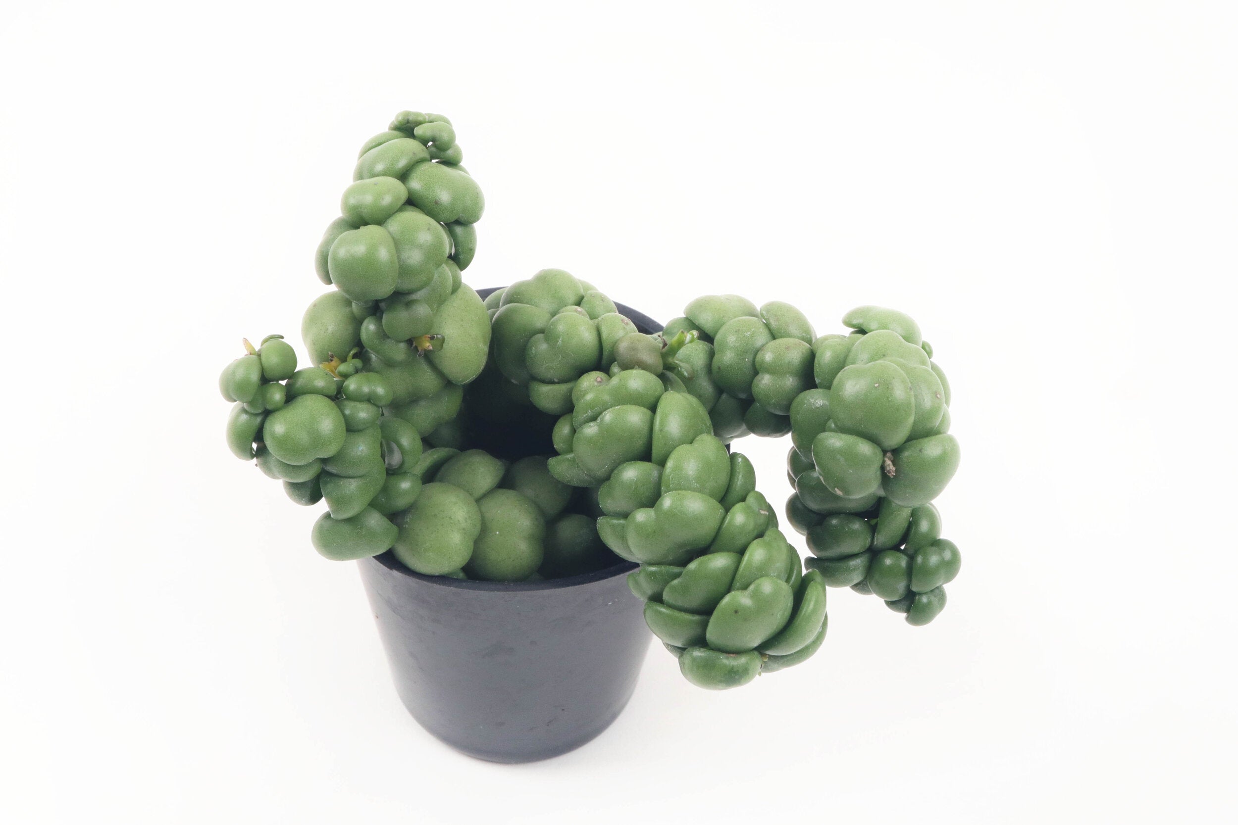 pangolin succulent Dischidia nummularia 'Pangolin Kisses' – Conservatory Archives