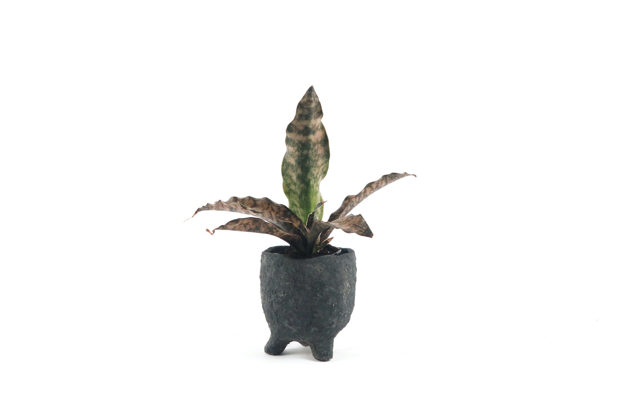 sansevieria star canyon granite Dracaena (Sansevieria) 'Star Canyon Granite' – Conservatory Archives